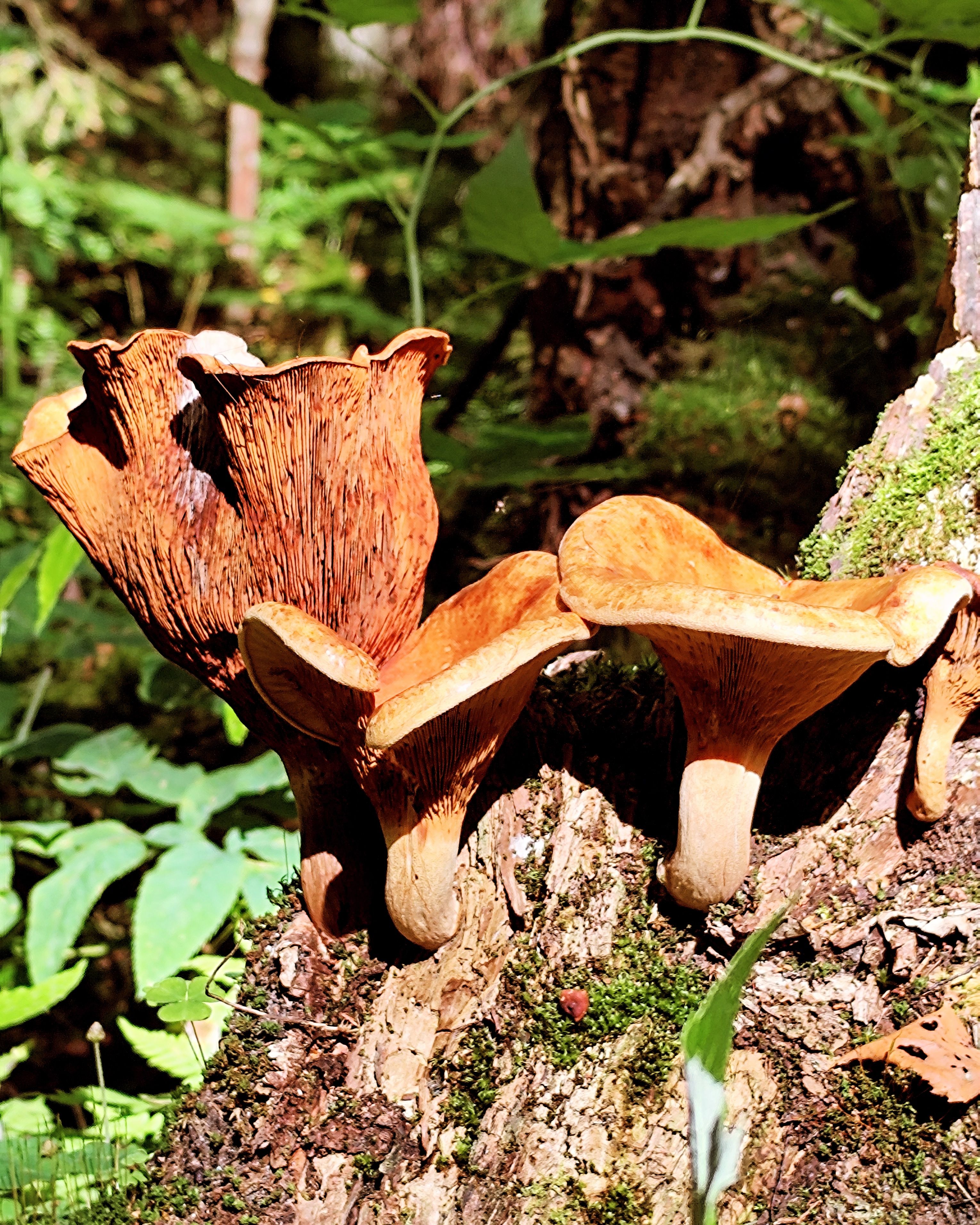 Kui ma peal ruumi pole sis kasvame puu küljes 🍄🍄