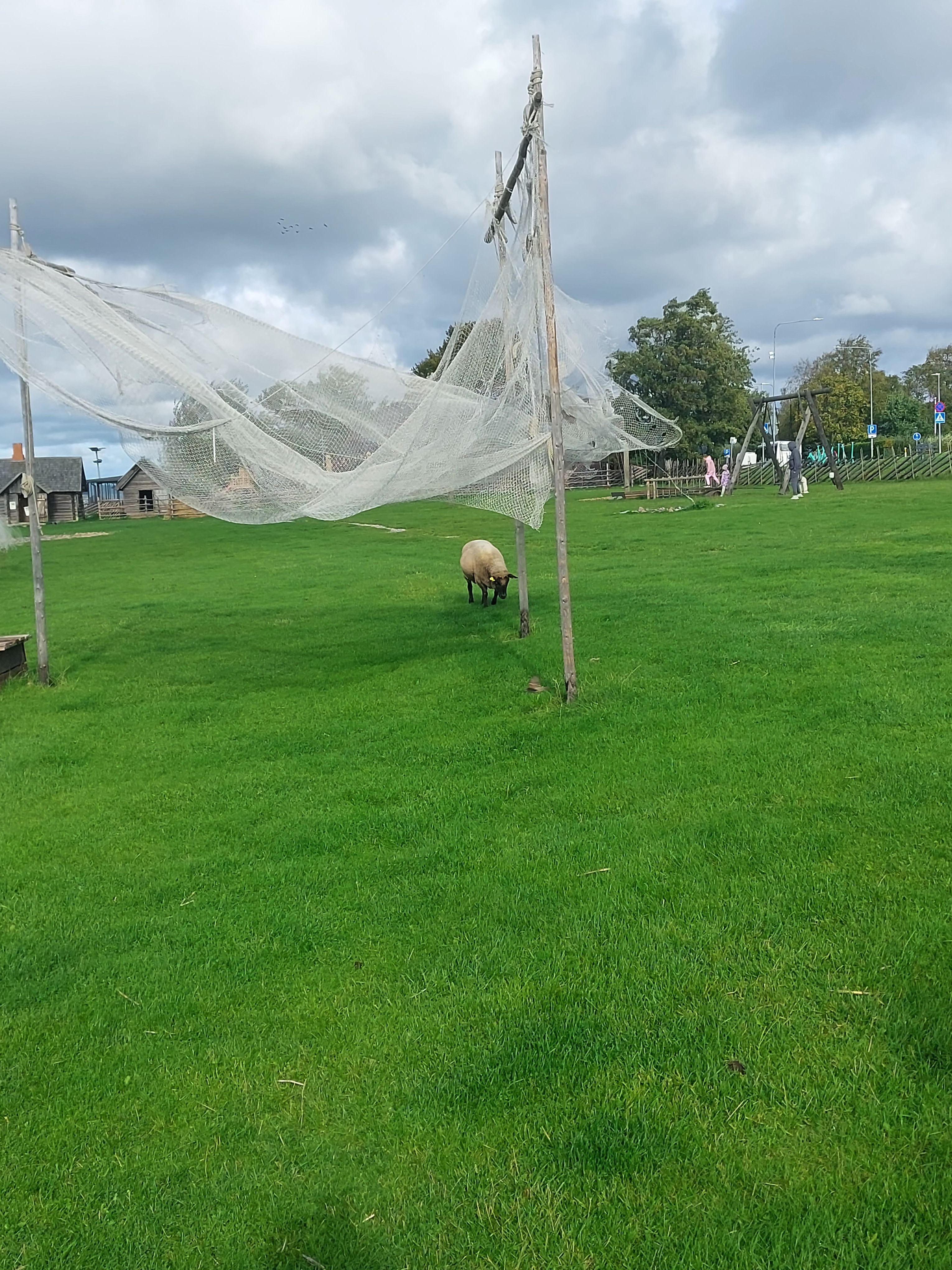 A sheep walking near the beach while fishing nets blow in the wind.