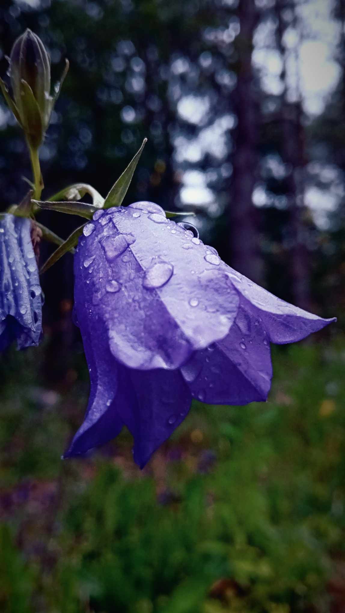 Peale vihma tuleb alati päike...