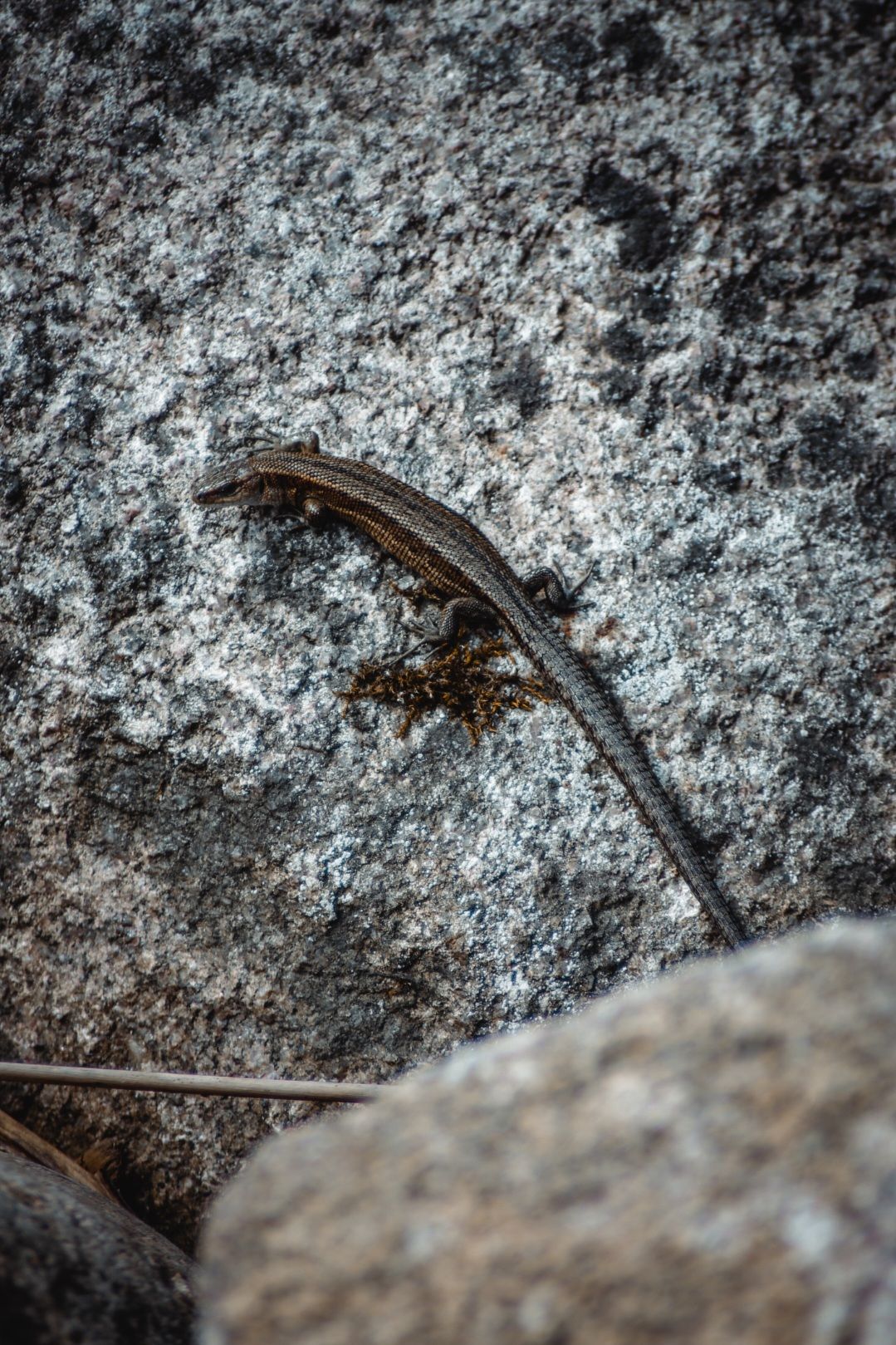 Sisalik päevitamas