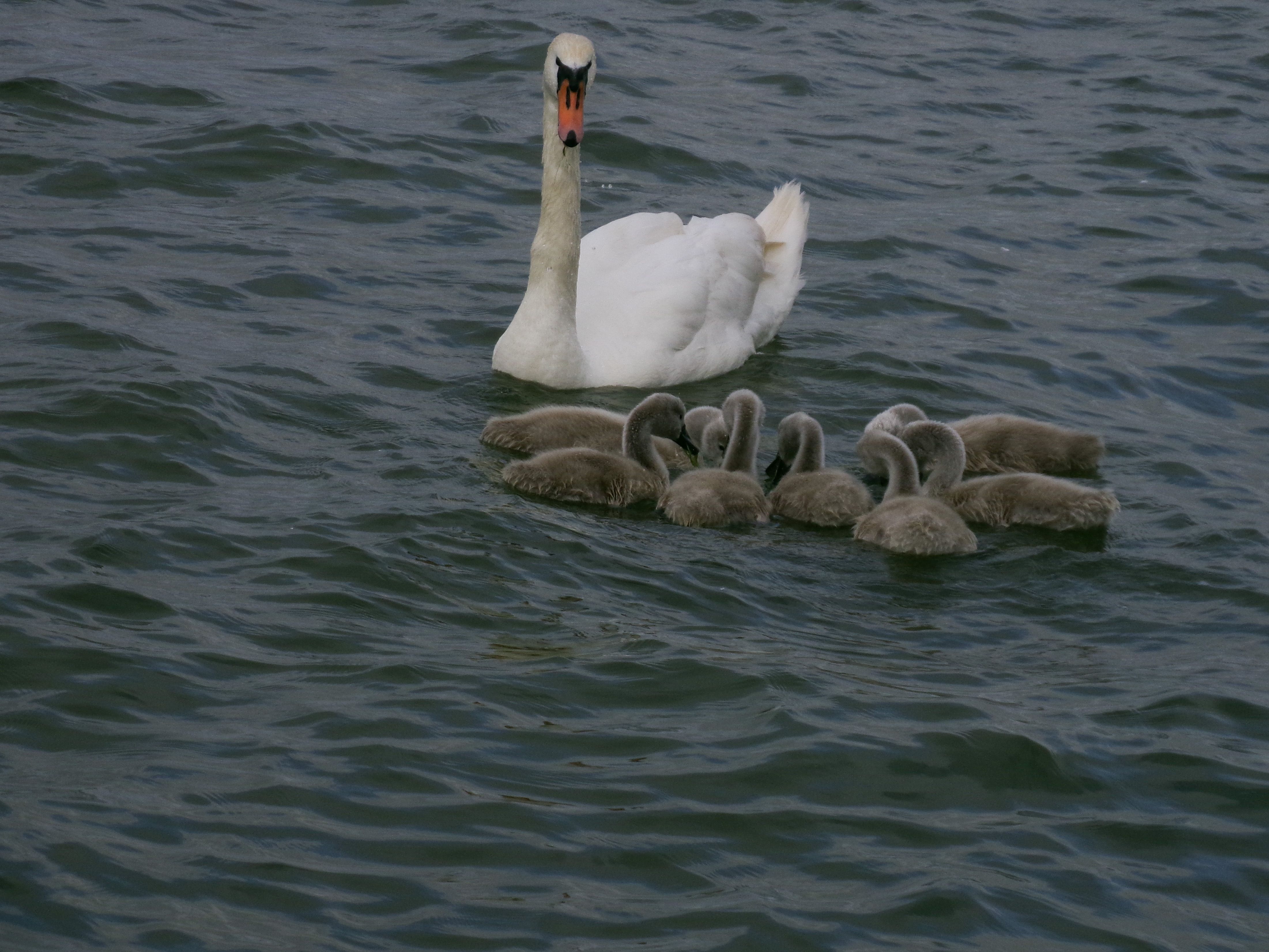Paljulapseline luigeema Haapsalu Promenaadil.