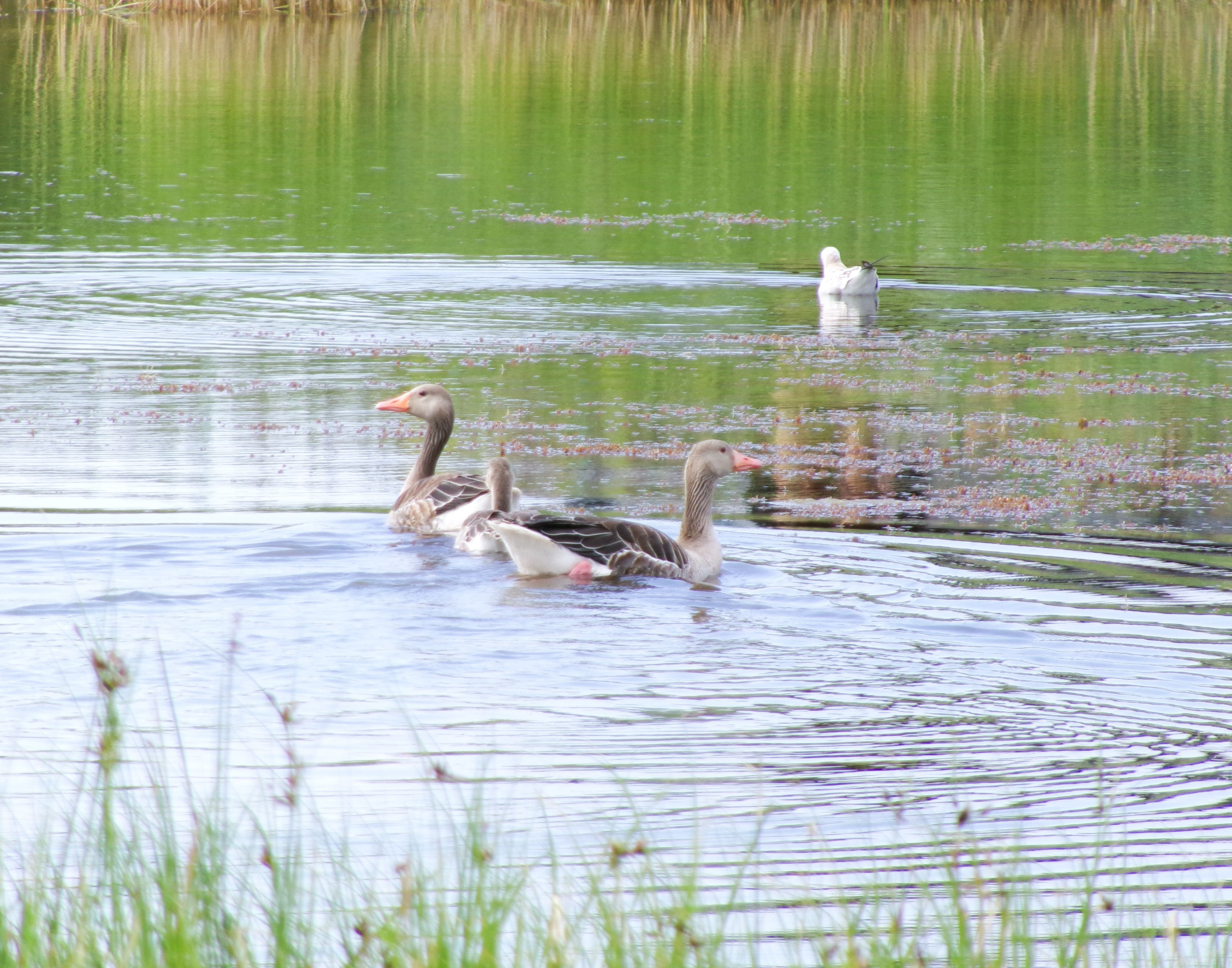 Hanepere veemõnusid nautimas. 25.07.2025. Haapsalus.