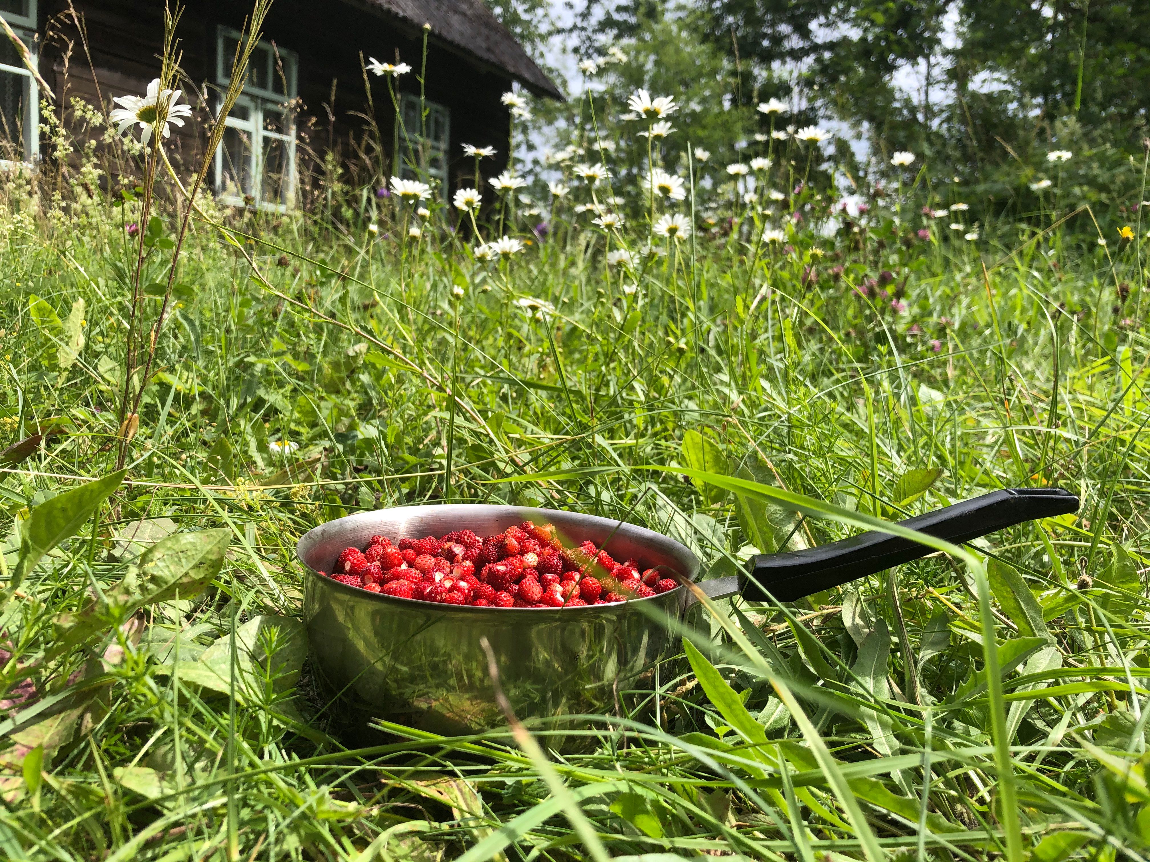 On metsmaasika aeg.