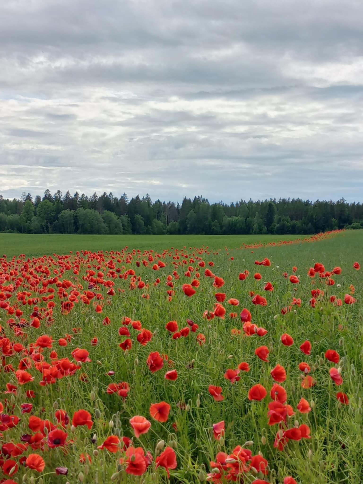 Kesksuvine Eesti