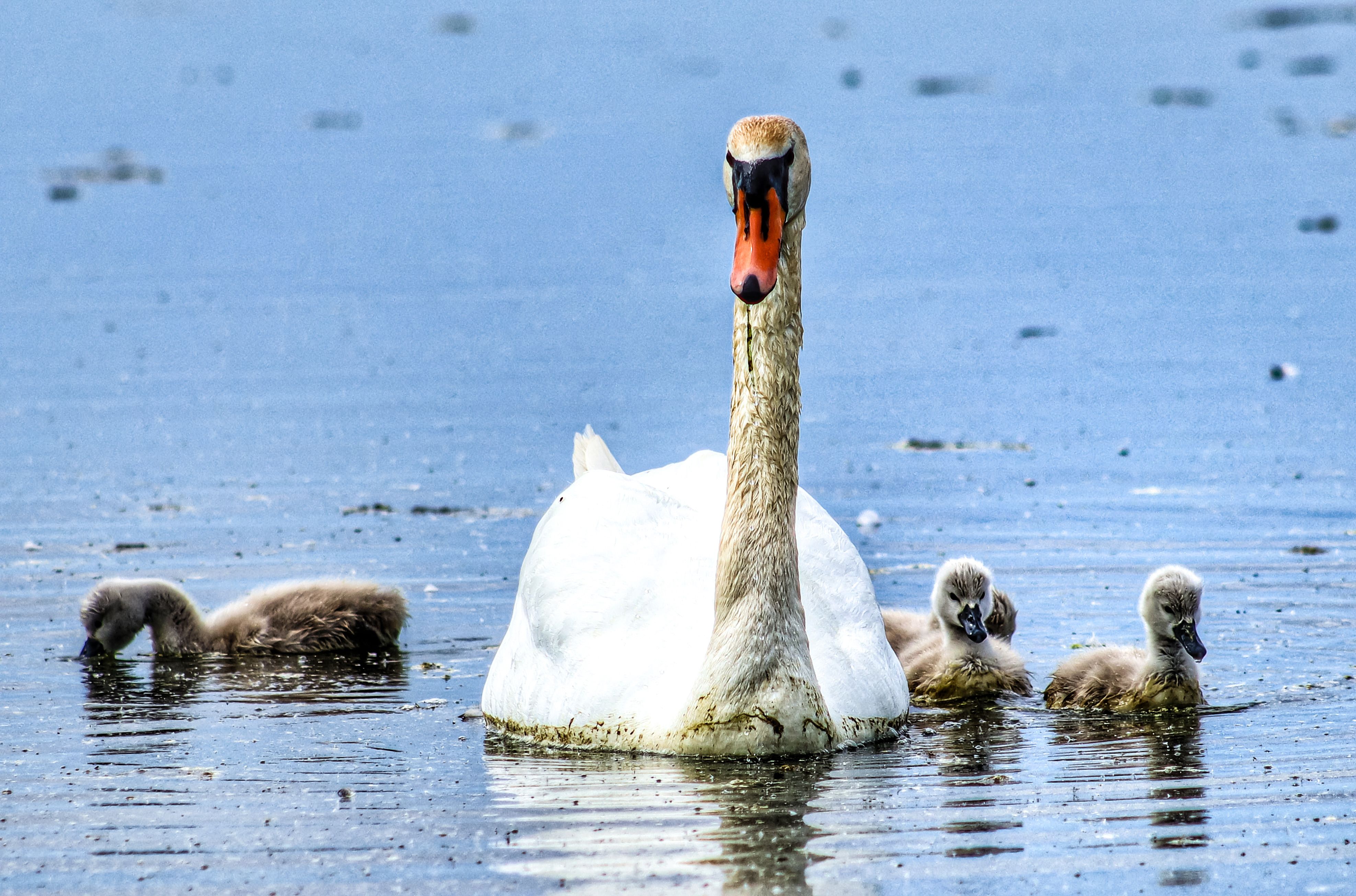 Kõige nunnum luigepere 