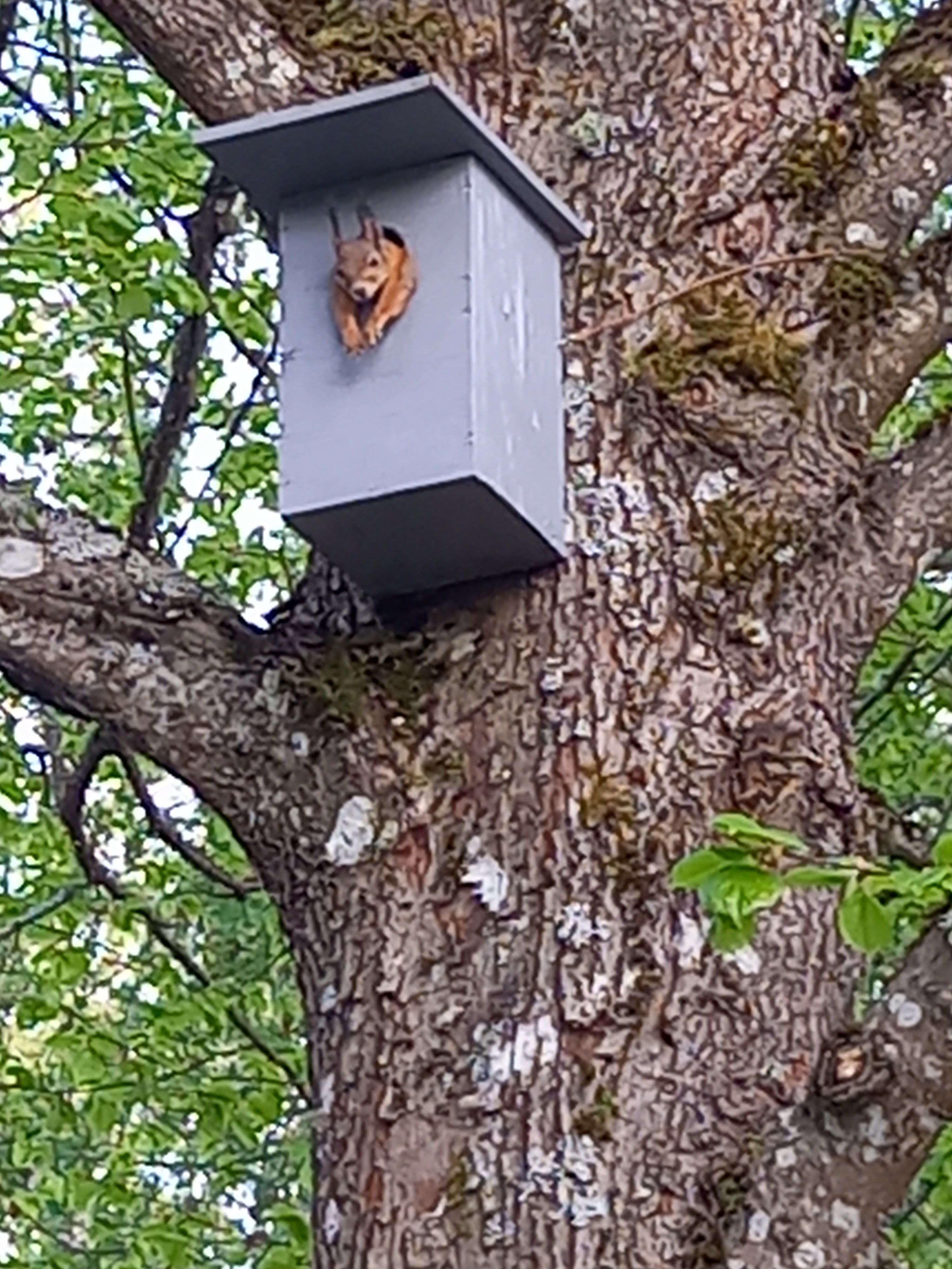 Meie kuldnokkadele valmistatud pesakasti asus elama hoopis orav, kes harjus meiega nii ära, et vahel kutsumise peale nina välja pistis. 