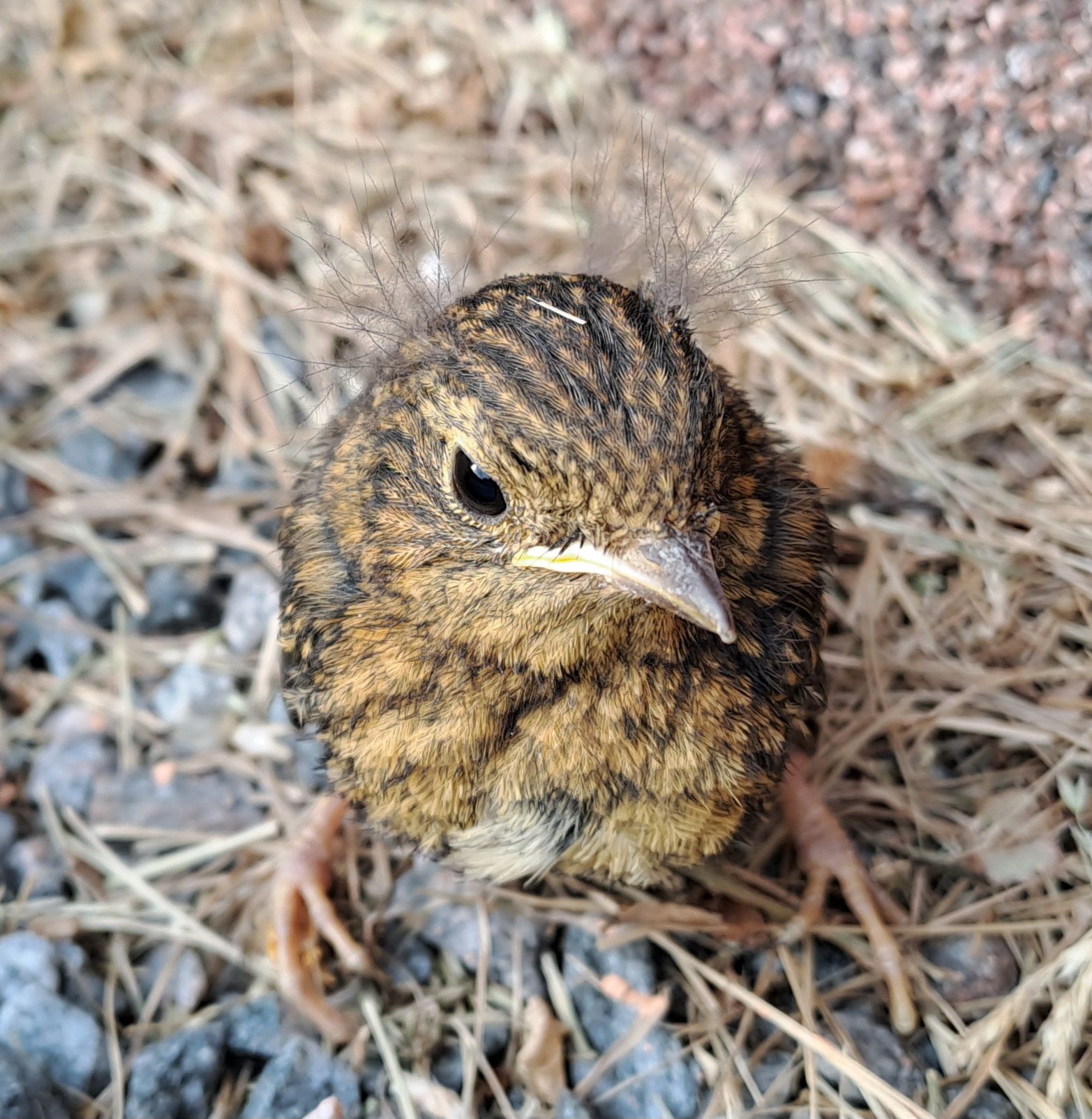 Väike "Angry Bird" meie koduhoovis.