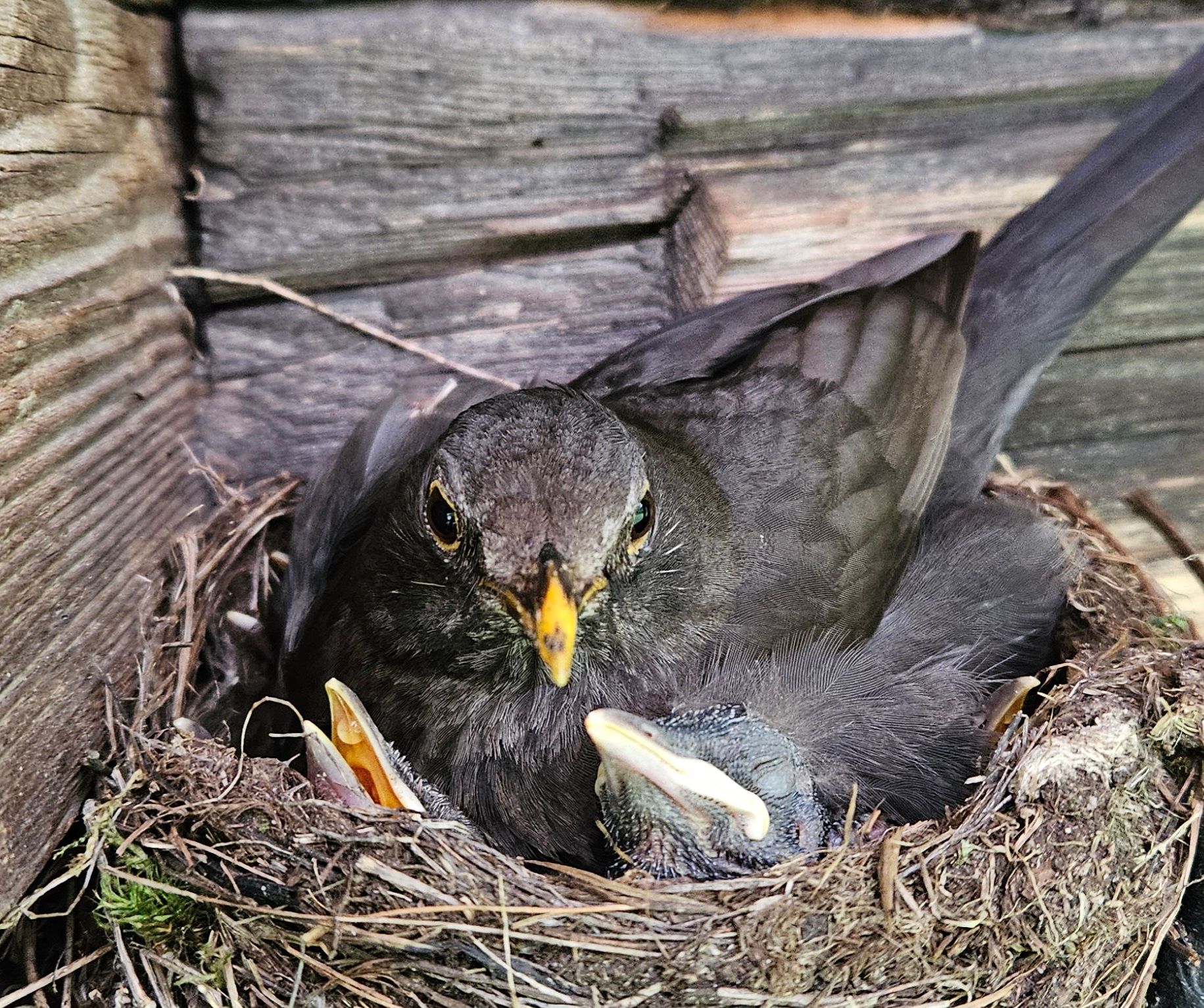 Musträsta pere vana talu hoovis