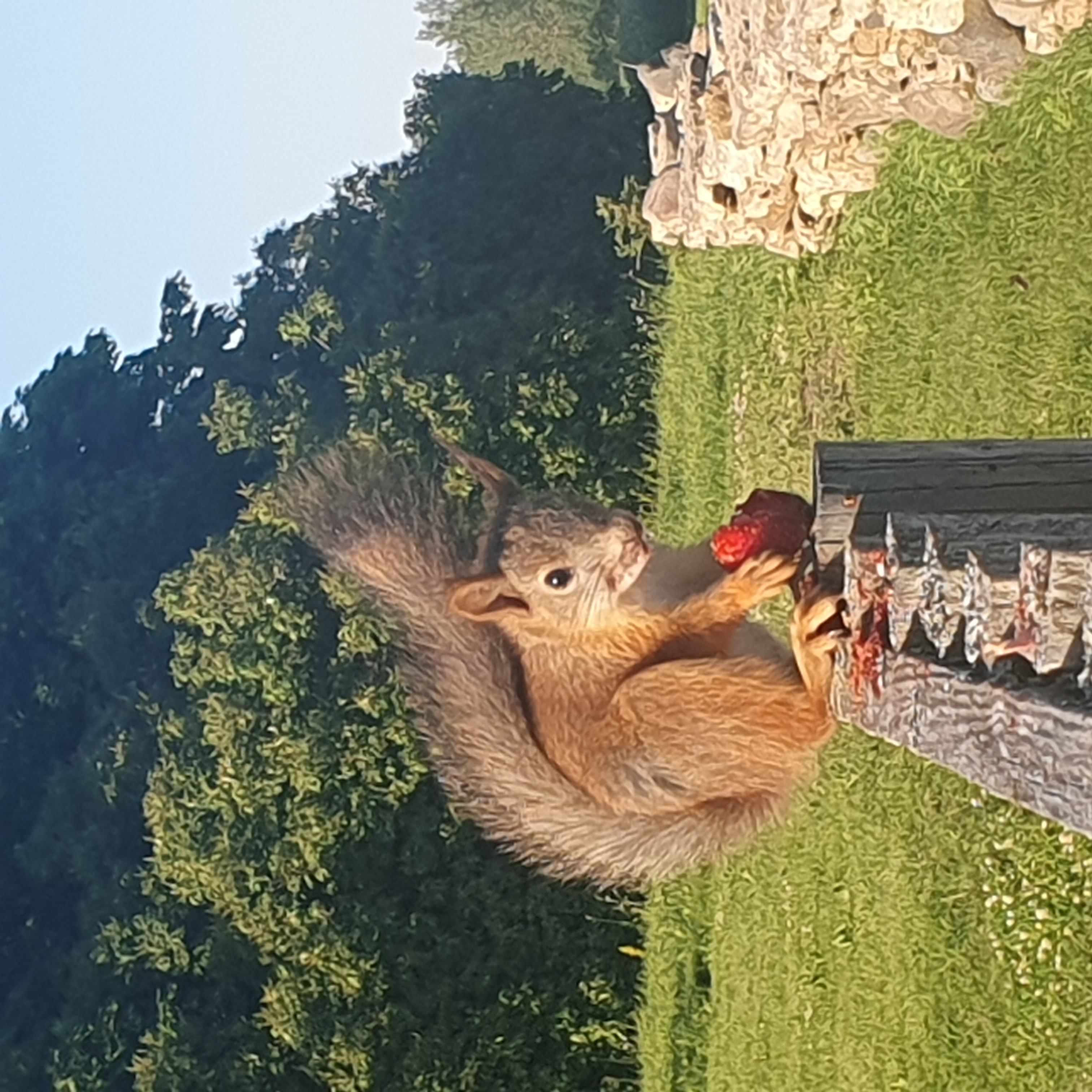 Oravapoiss tabatud teolt - maasikat nosimas 🐿🍓