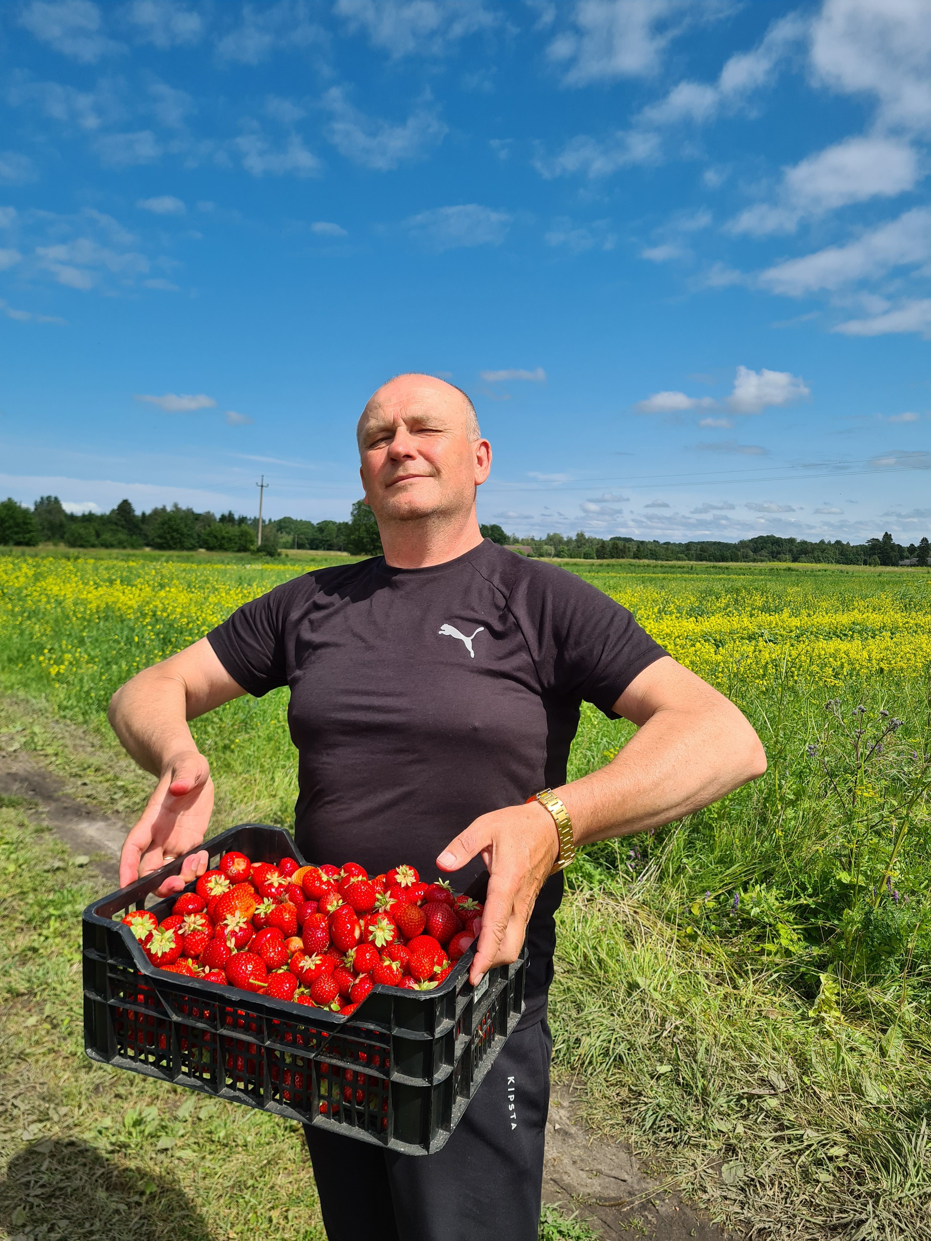 Vahva päev põldude vahel maasikaid korjates 🍓.  Kaste oli tegelikult veel terve hulk. 