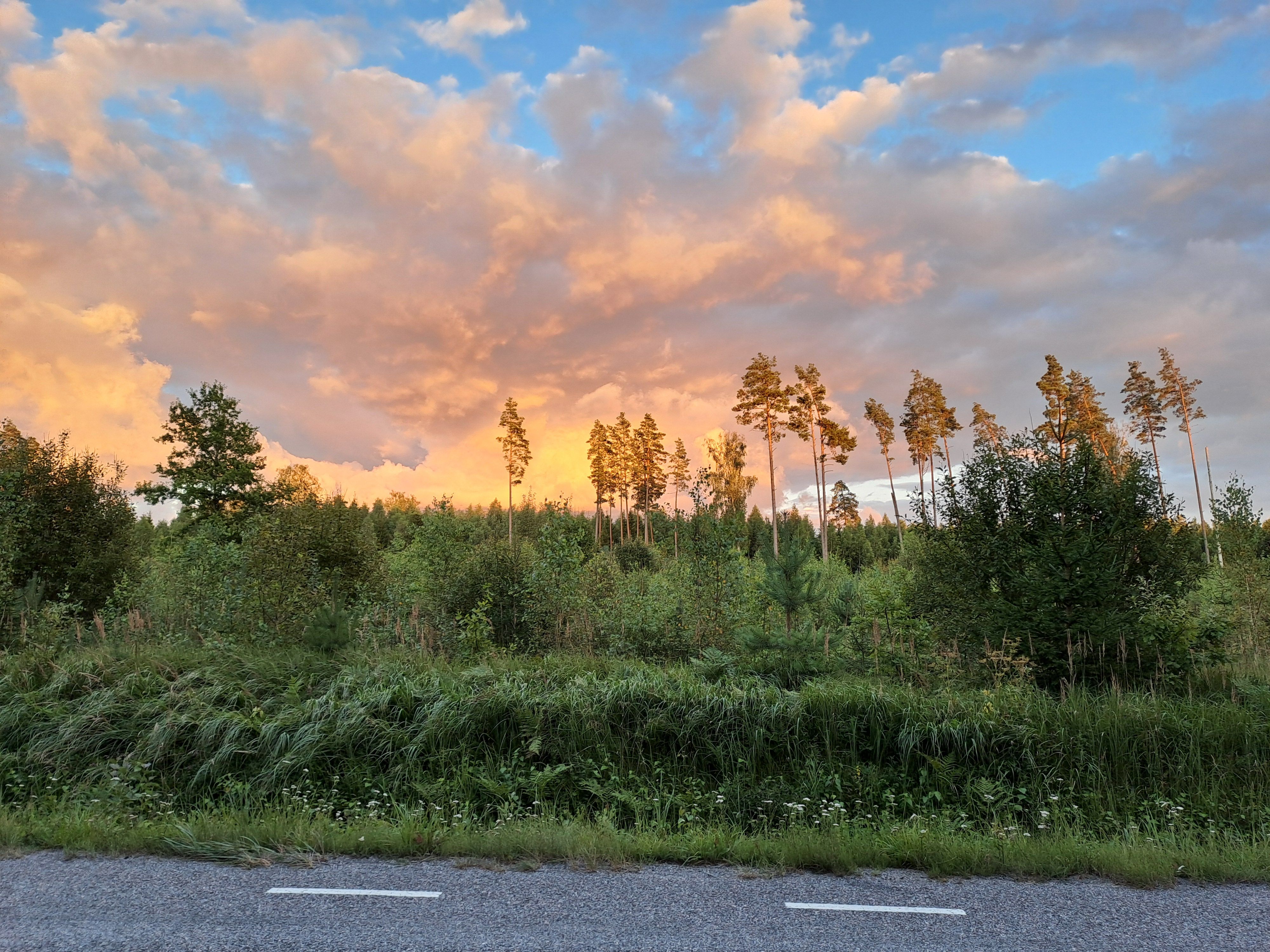 Suvi Ahja - Vastse-Kuuste teel metsas, õhtul päikeseloojangul.