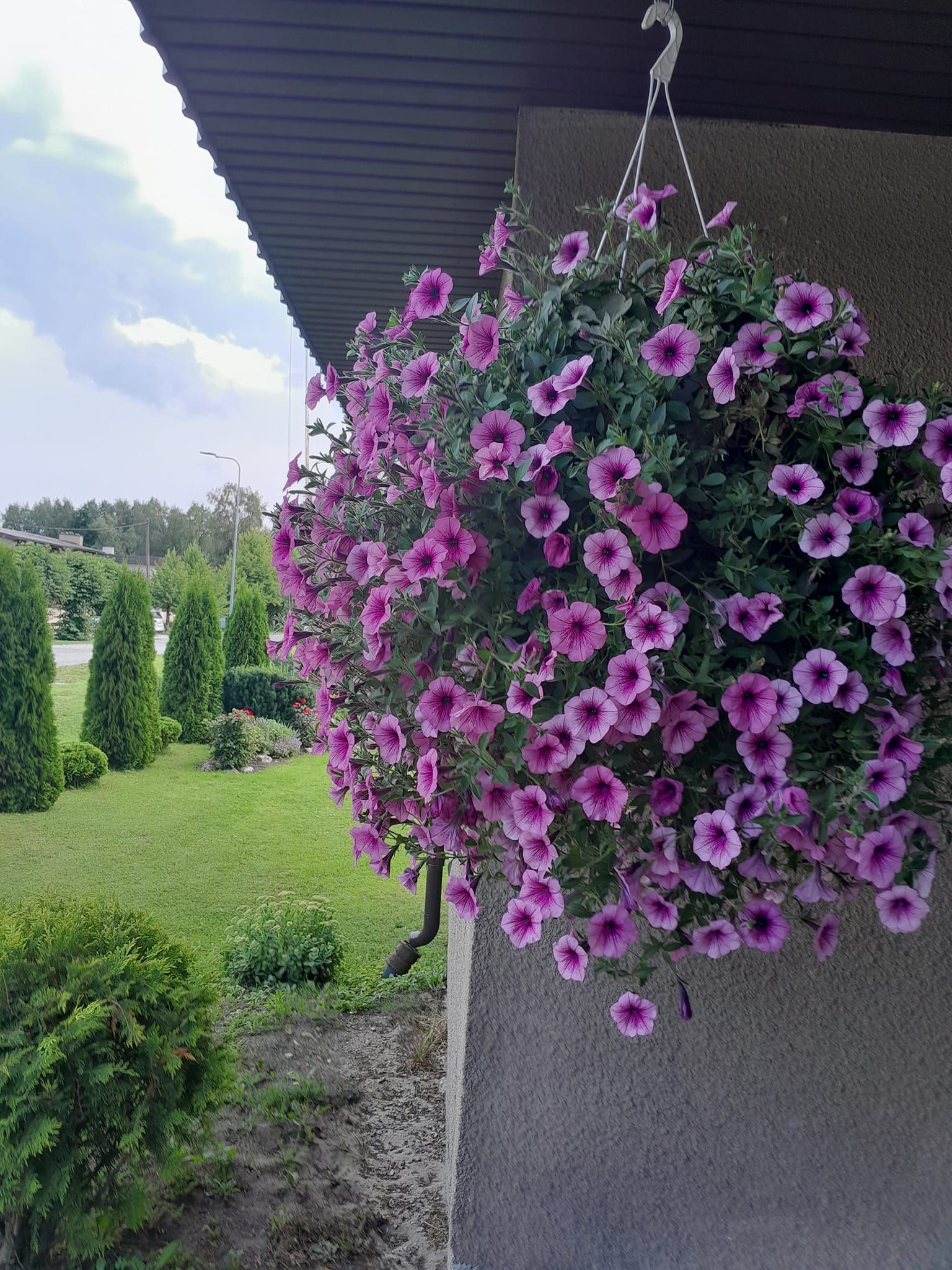 Minu aed, minu rõõm & tegemised. Olen rõõmus, et saan jäädvustada võtteid oma aiast ;)
