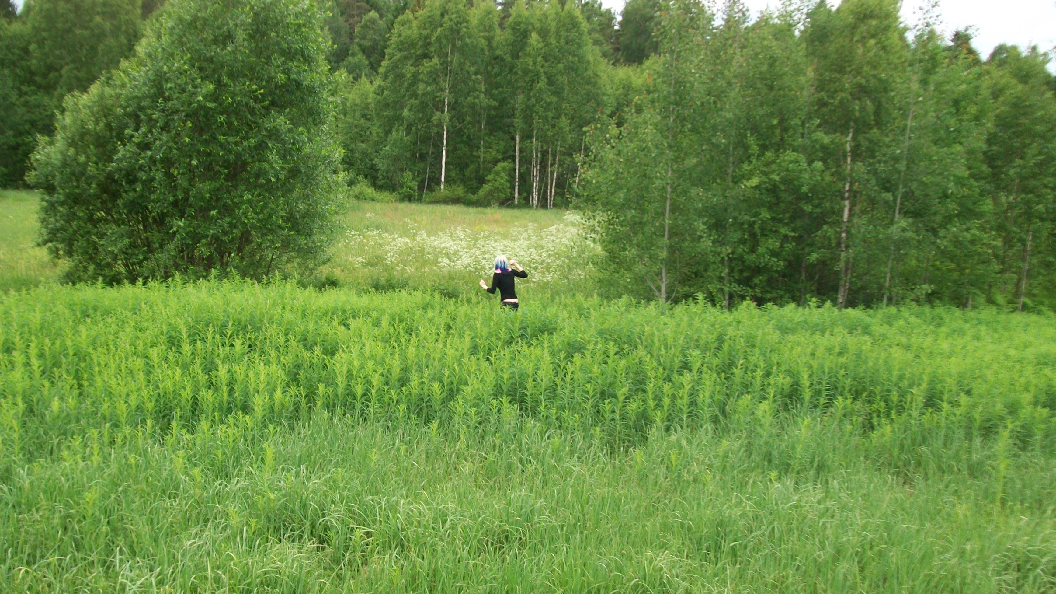 Lillike rohus