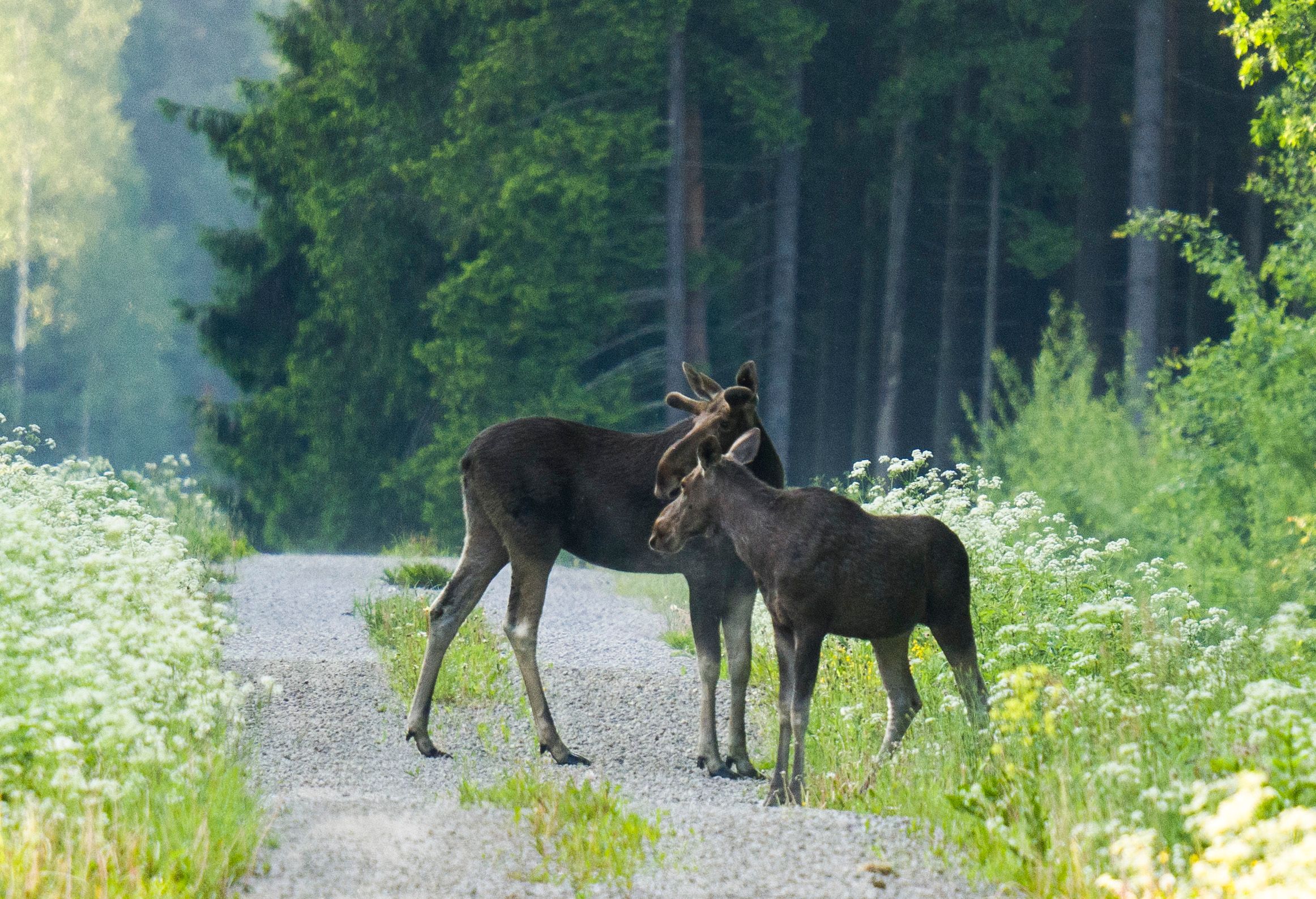 Kohtumine metsateel varasel hommikutunnil.