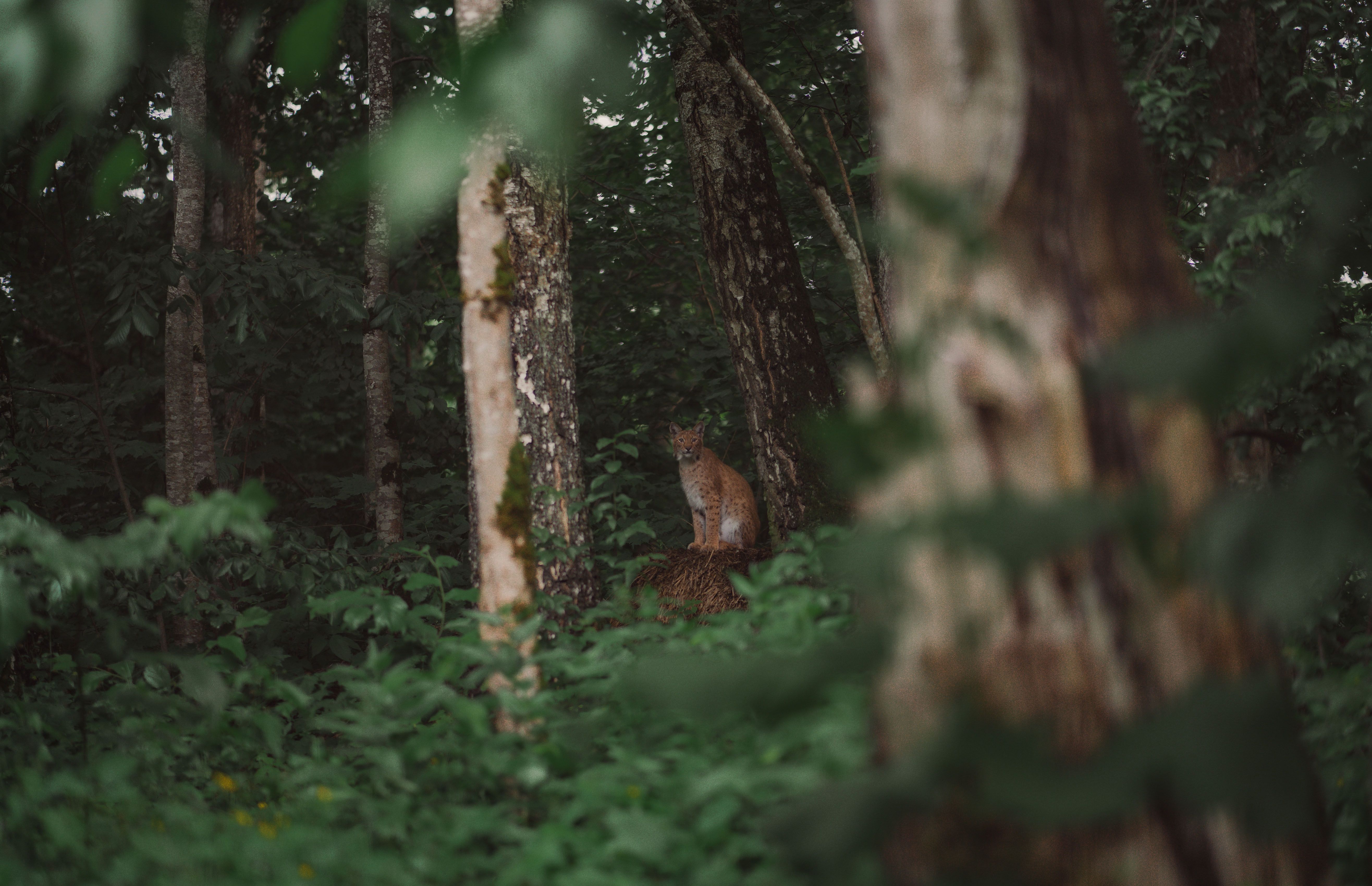 Ilves