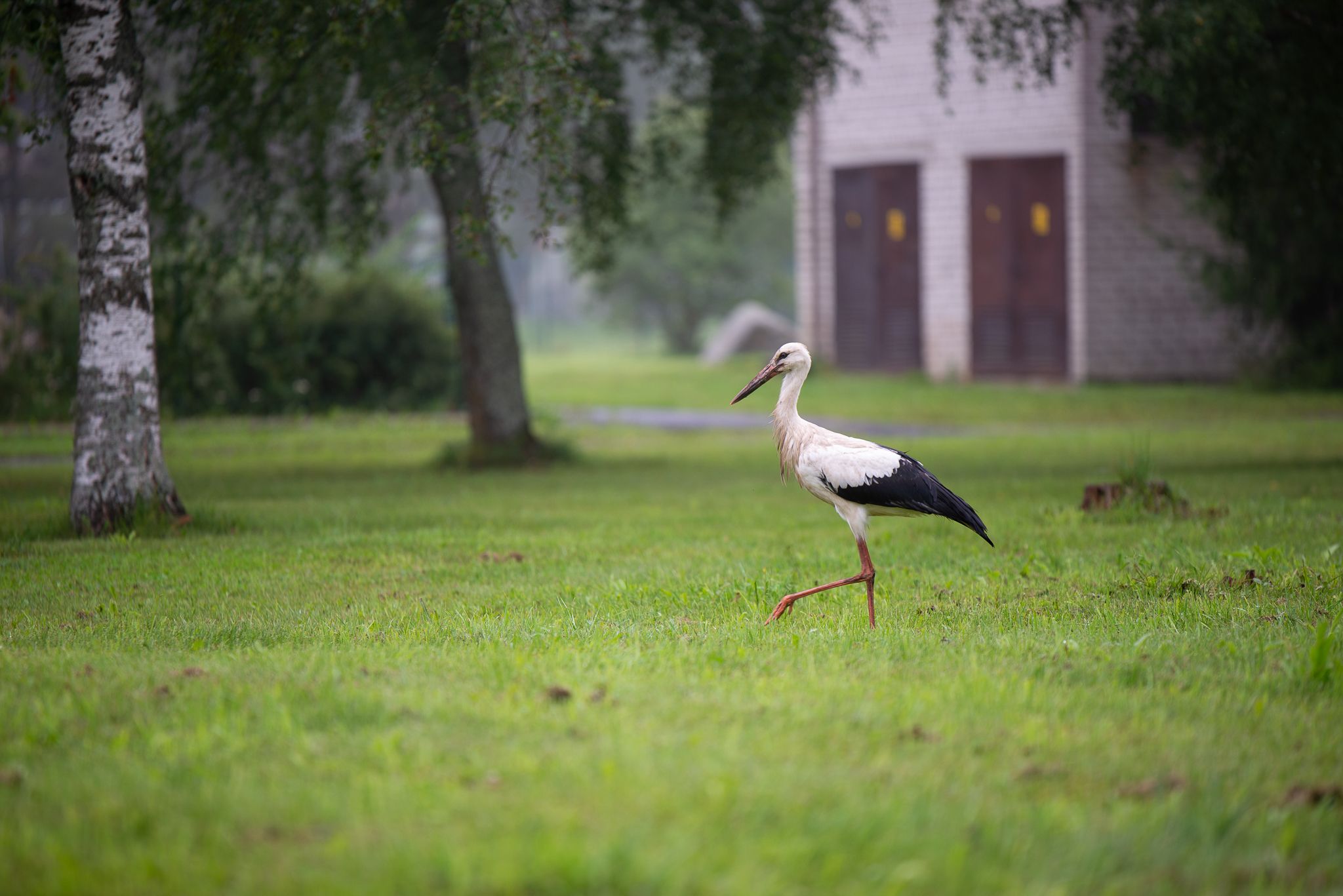 Hommikune jalutuskäik