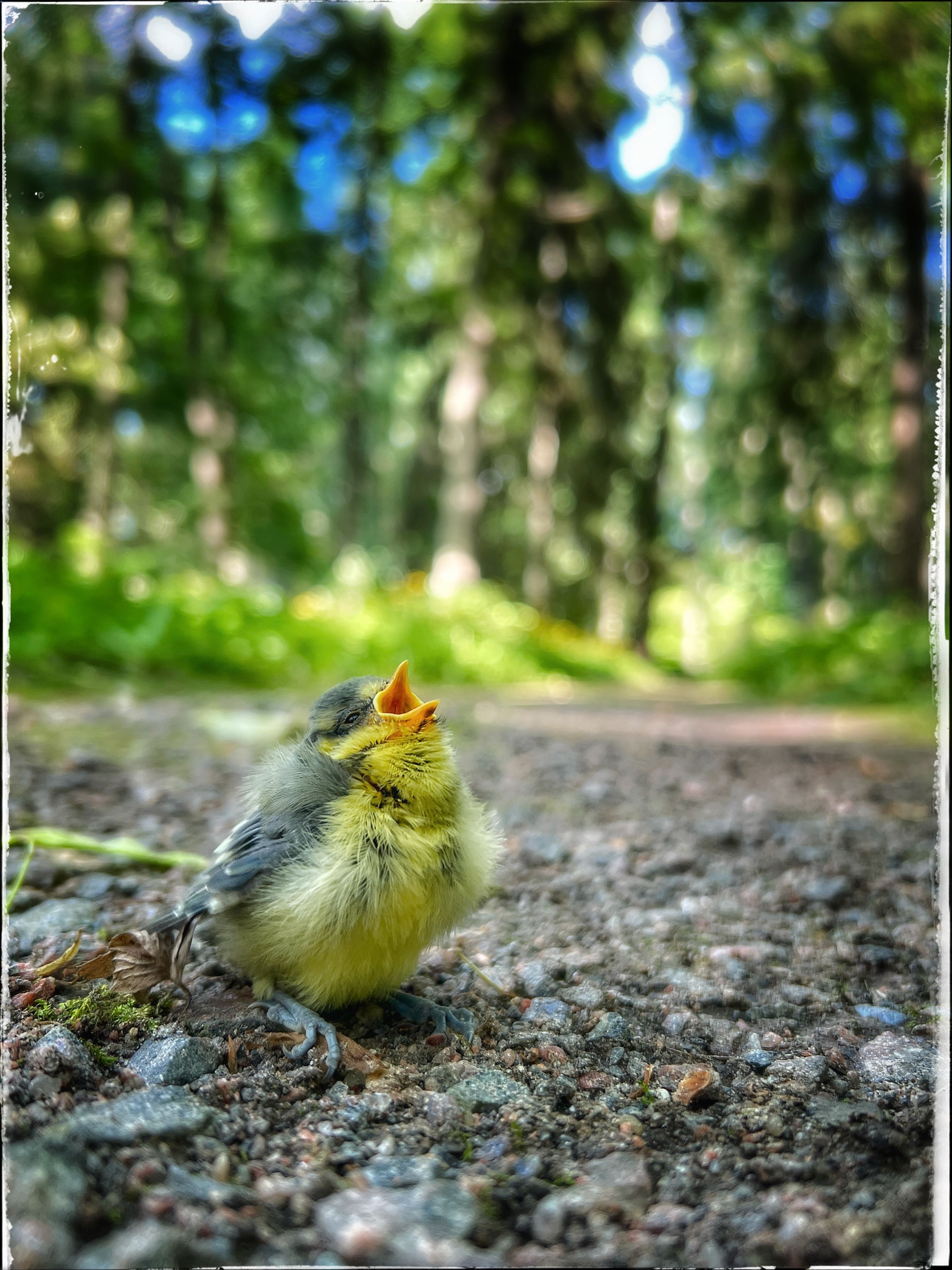 “Täiskasvanute suvi”

< tihasepoeg (Cyanistes caeruleus) jättis pesa täiskasvanuks