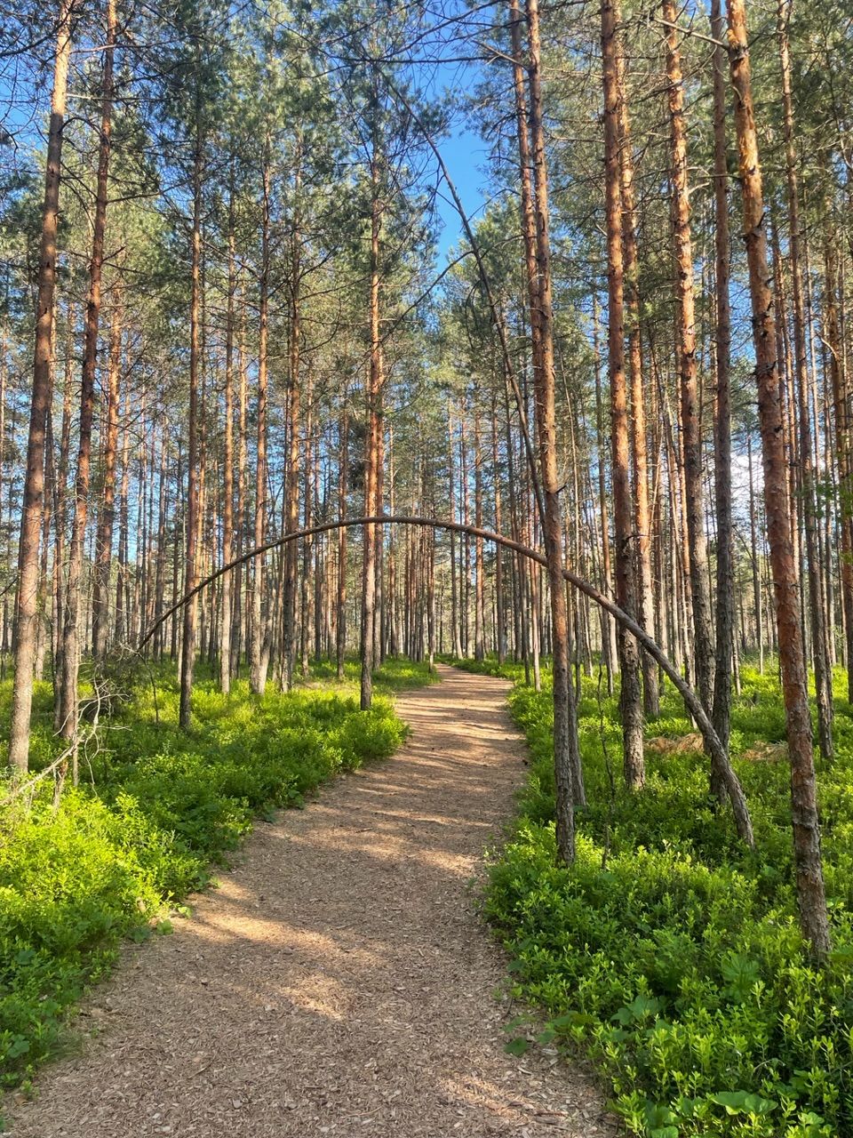 Rabaskäik päikeselisel päeval