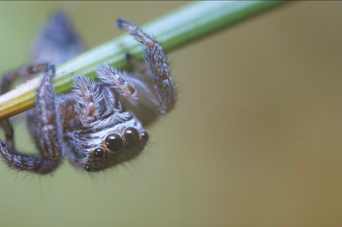 sentimeetrine Austraalia Eestis