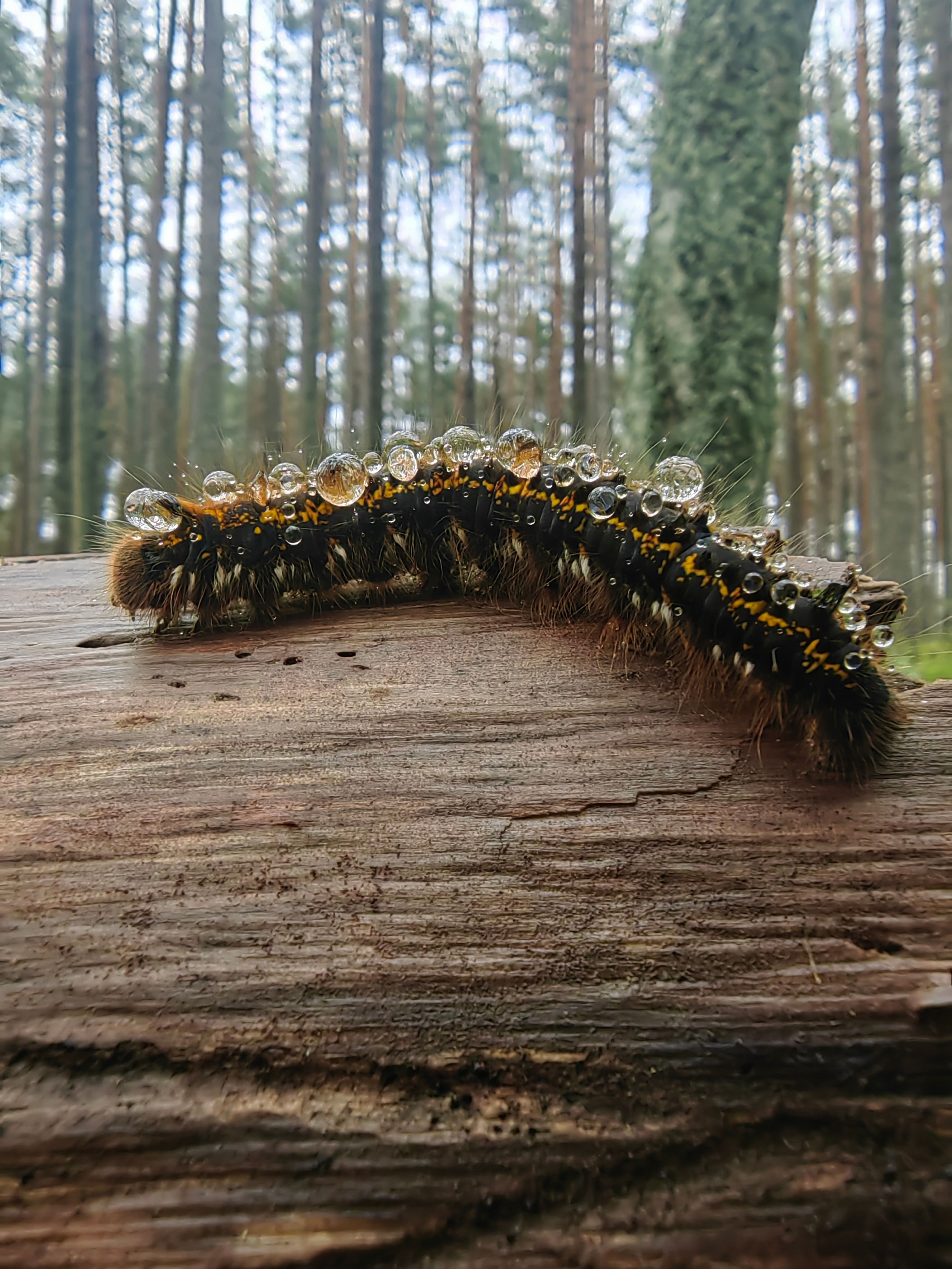 Väike karvane päevakoer
