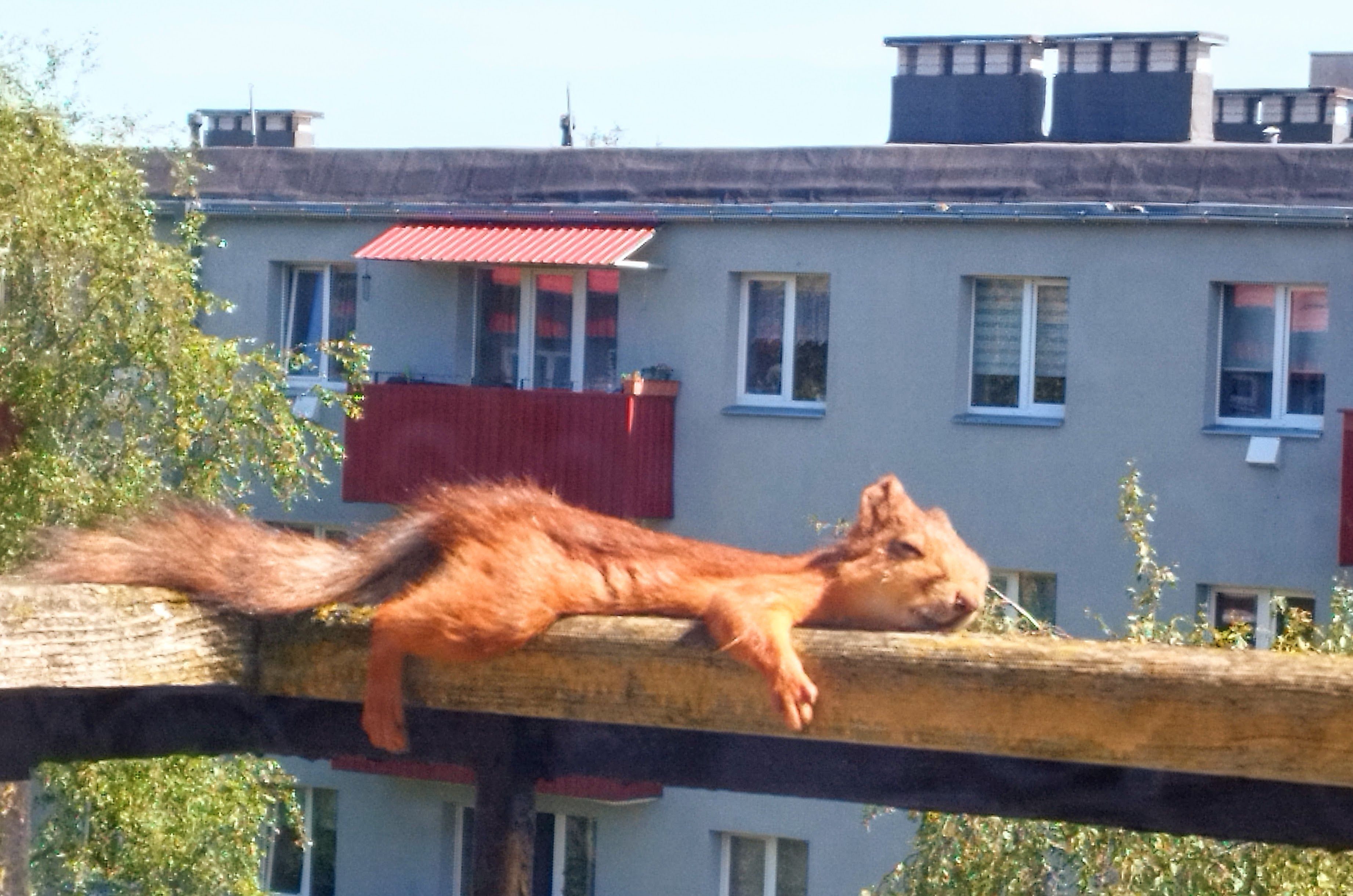et saada pruuniks teiseks... augustiks