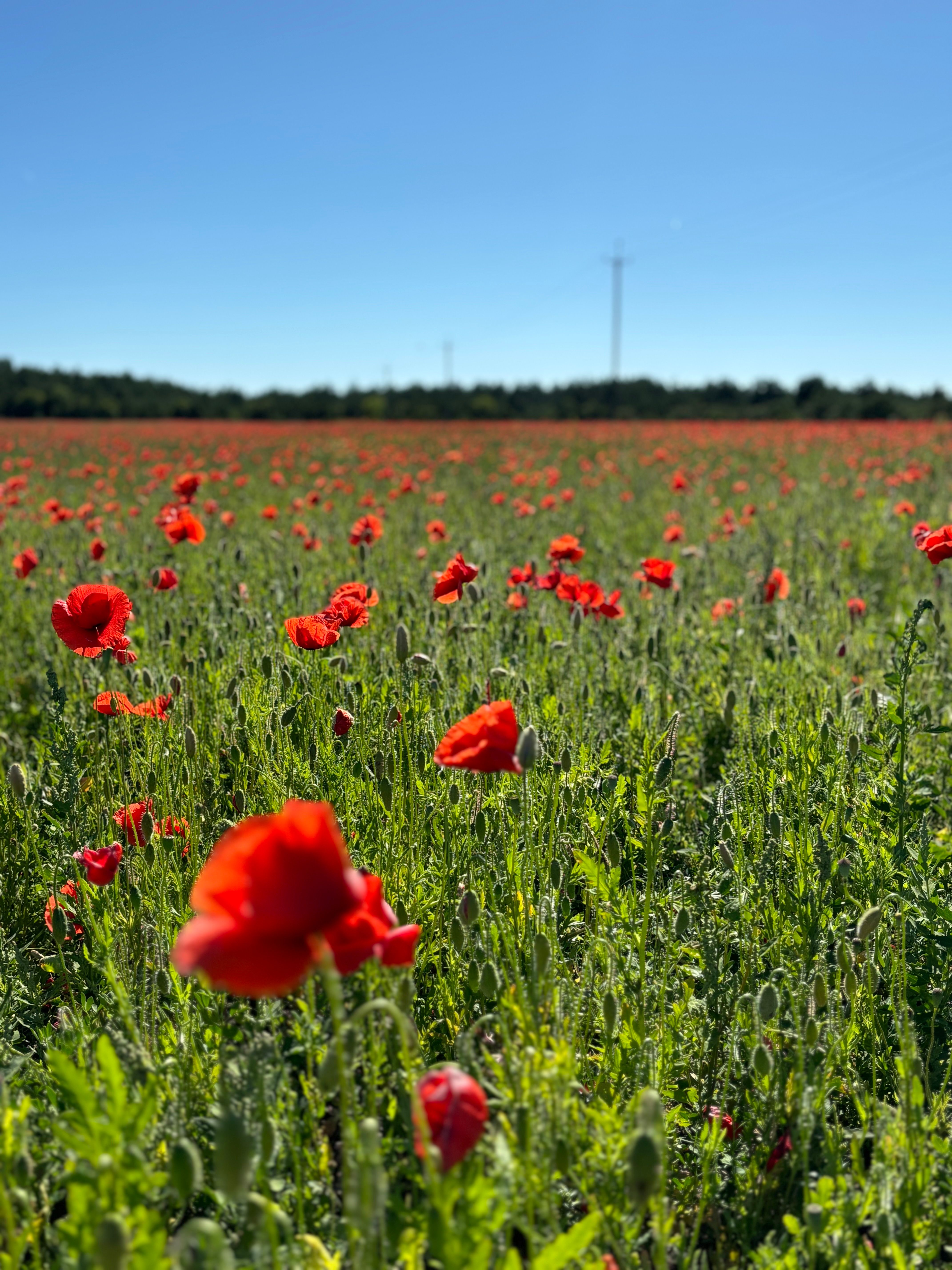 Saaremaa suvi 2024