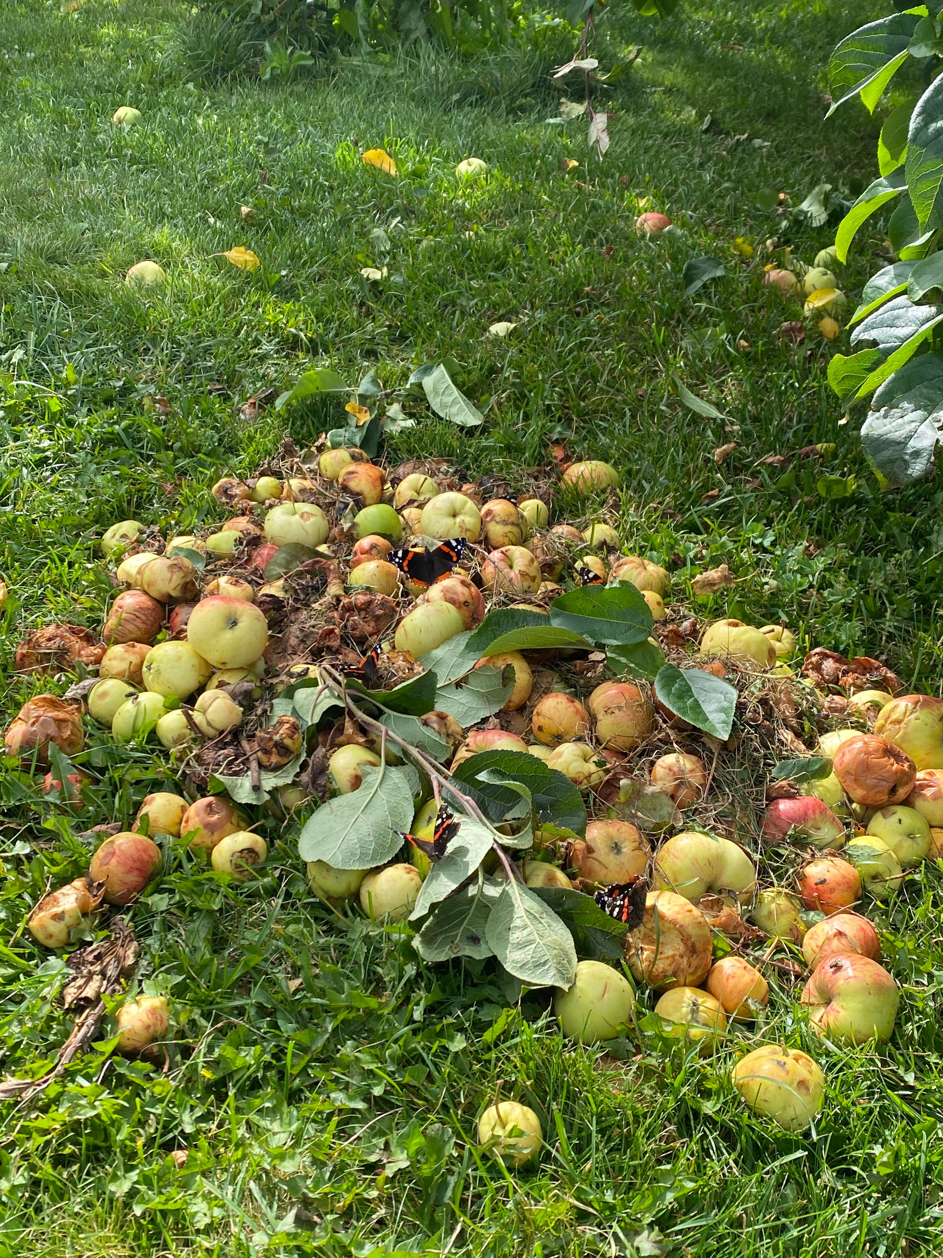 Nektariini maiustamine