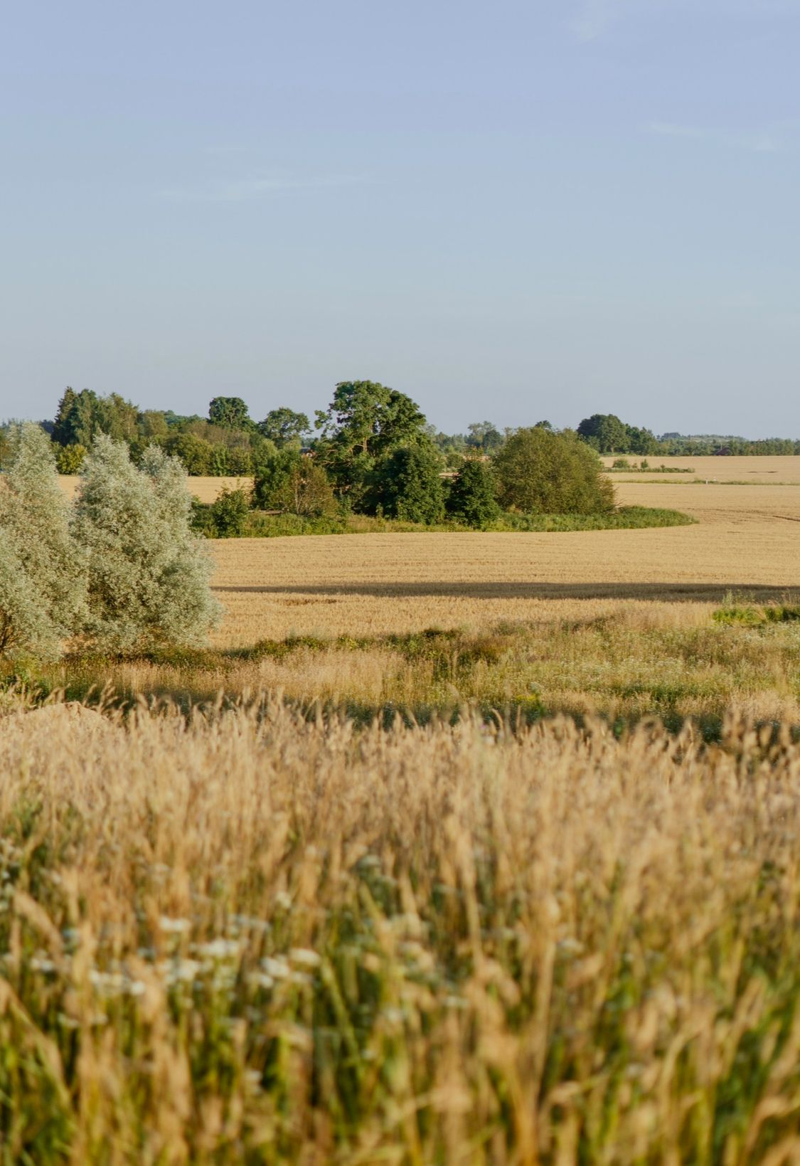 Mõnus suvine õhtu…
