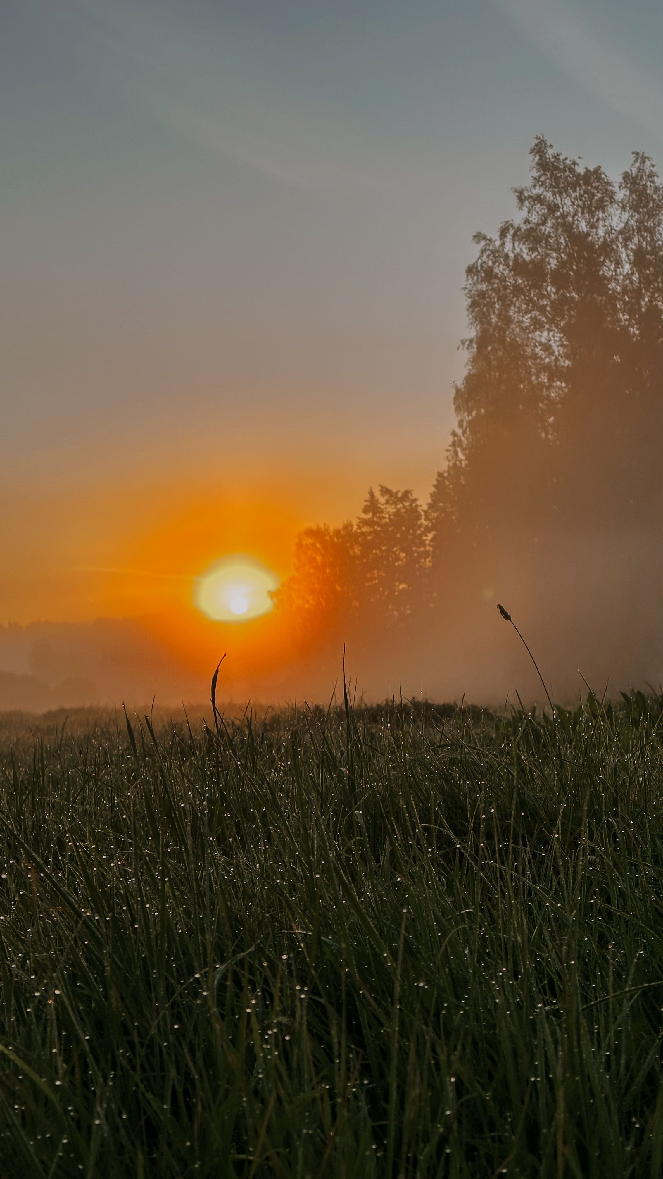 Päikesetõus kasteheinas 14.08 kell 05:49