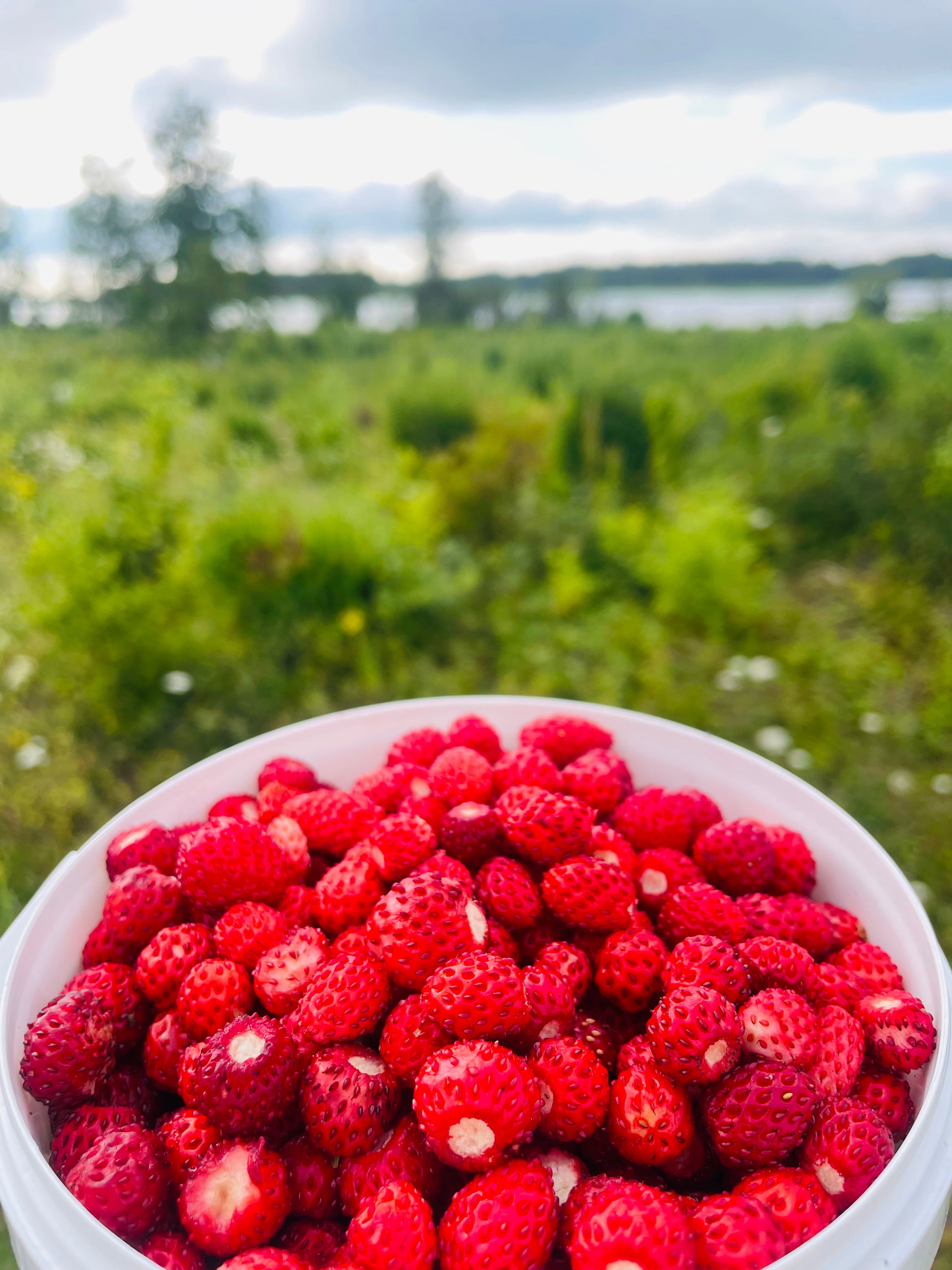 Metsmaasikaline suvi.