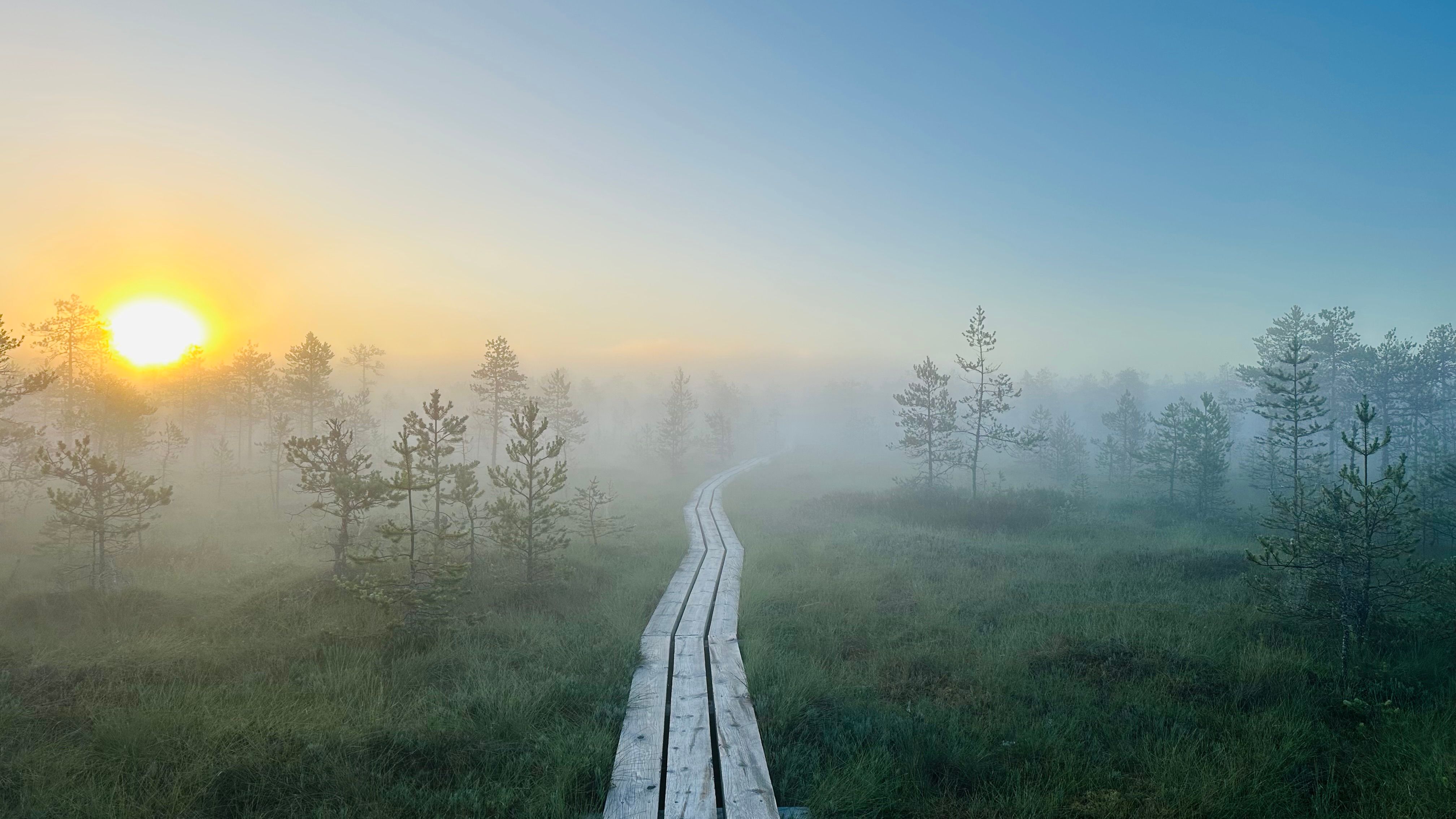 Päikesetõus Luhasoo rabas (kell 4:51)