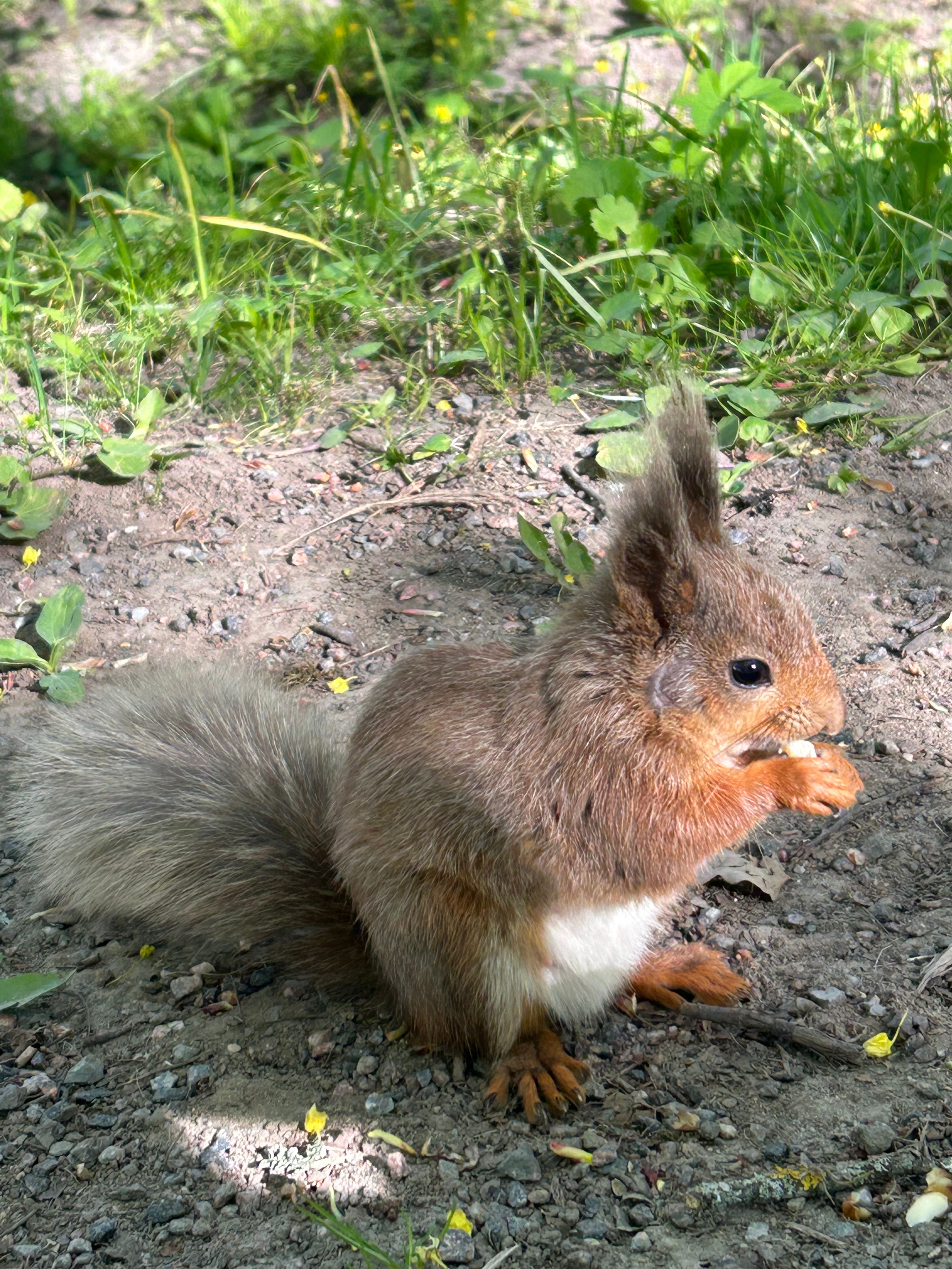 Oravapoiss  söögi retkel