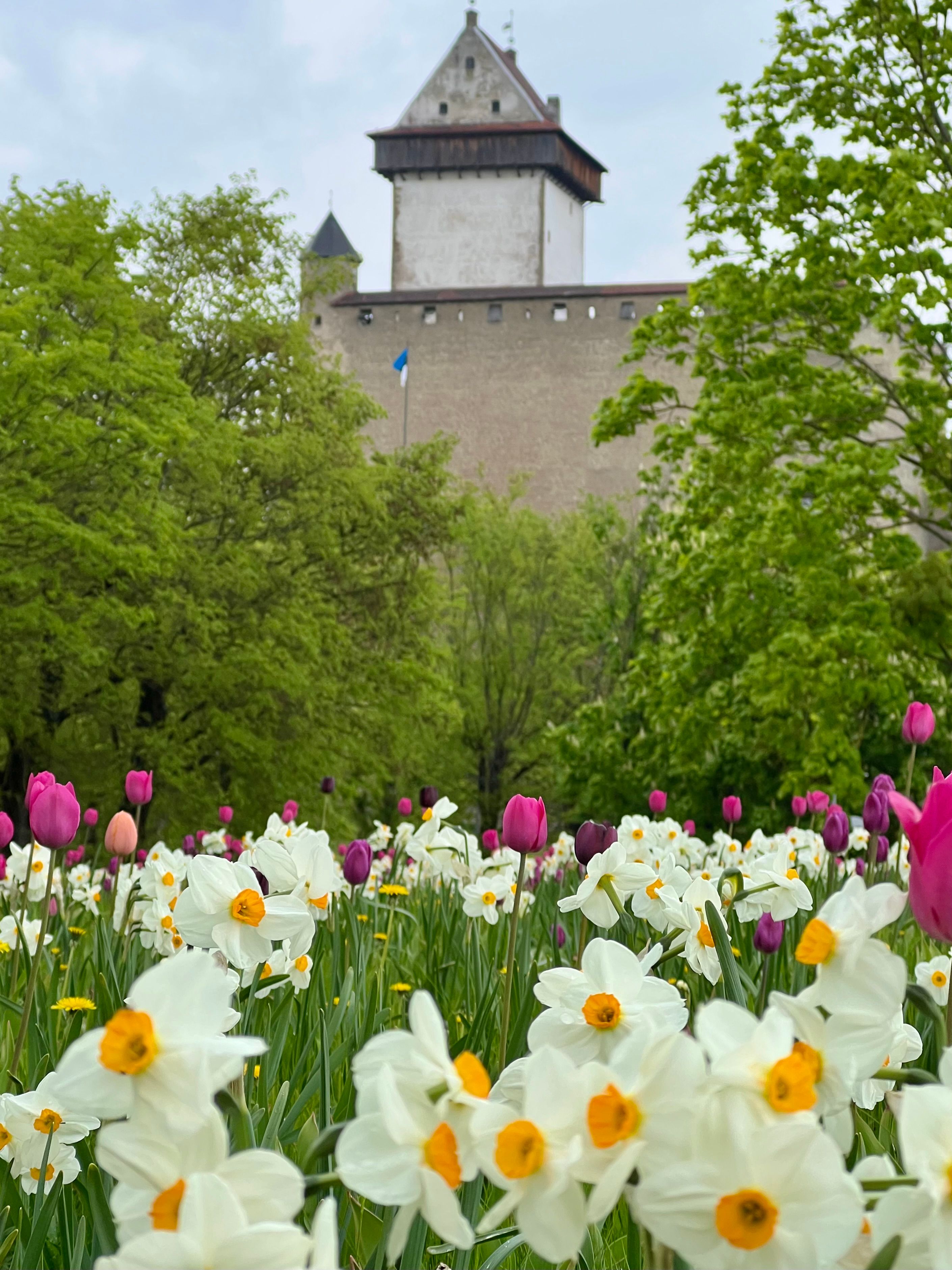 Narva Hermanni linnus 🏰