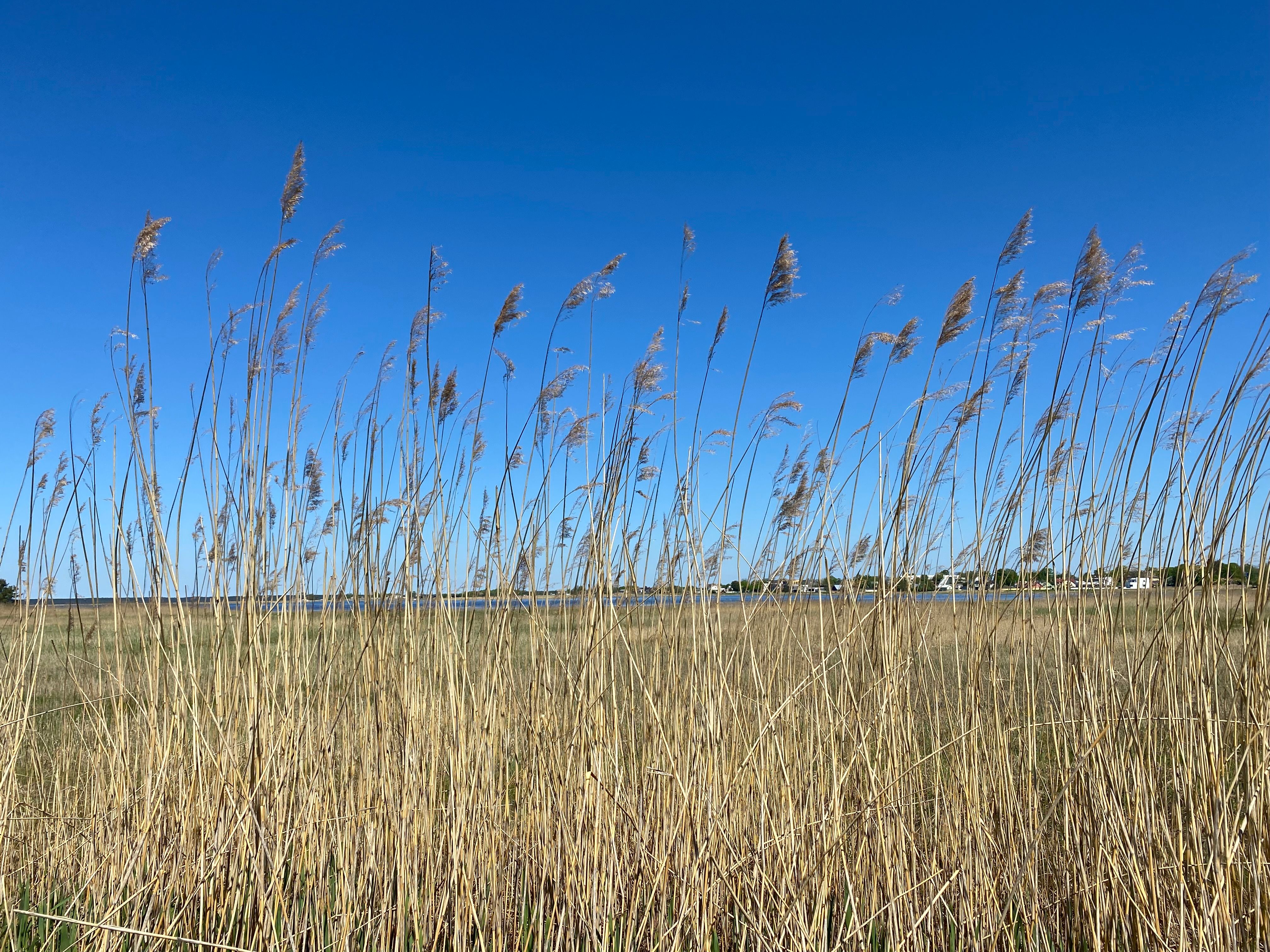 Haapsalu