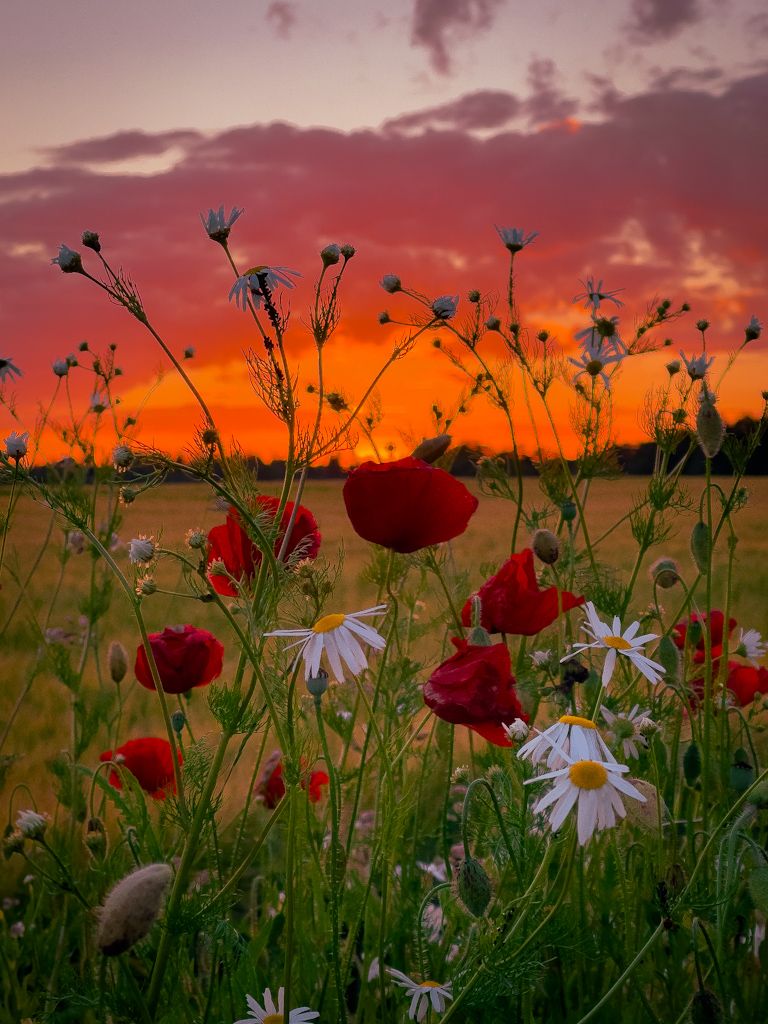 Täpselt niii kaunilt sai alguse ametlik suvi 🧡