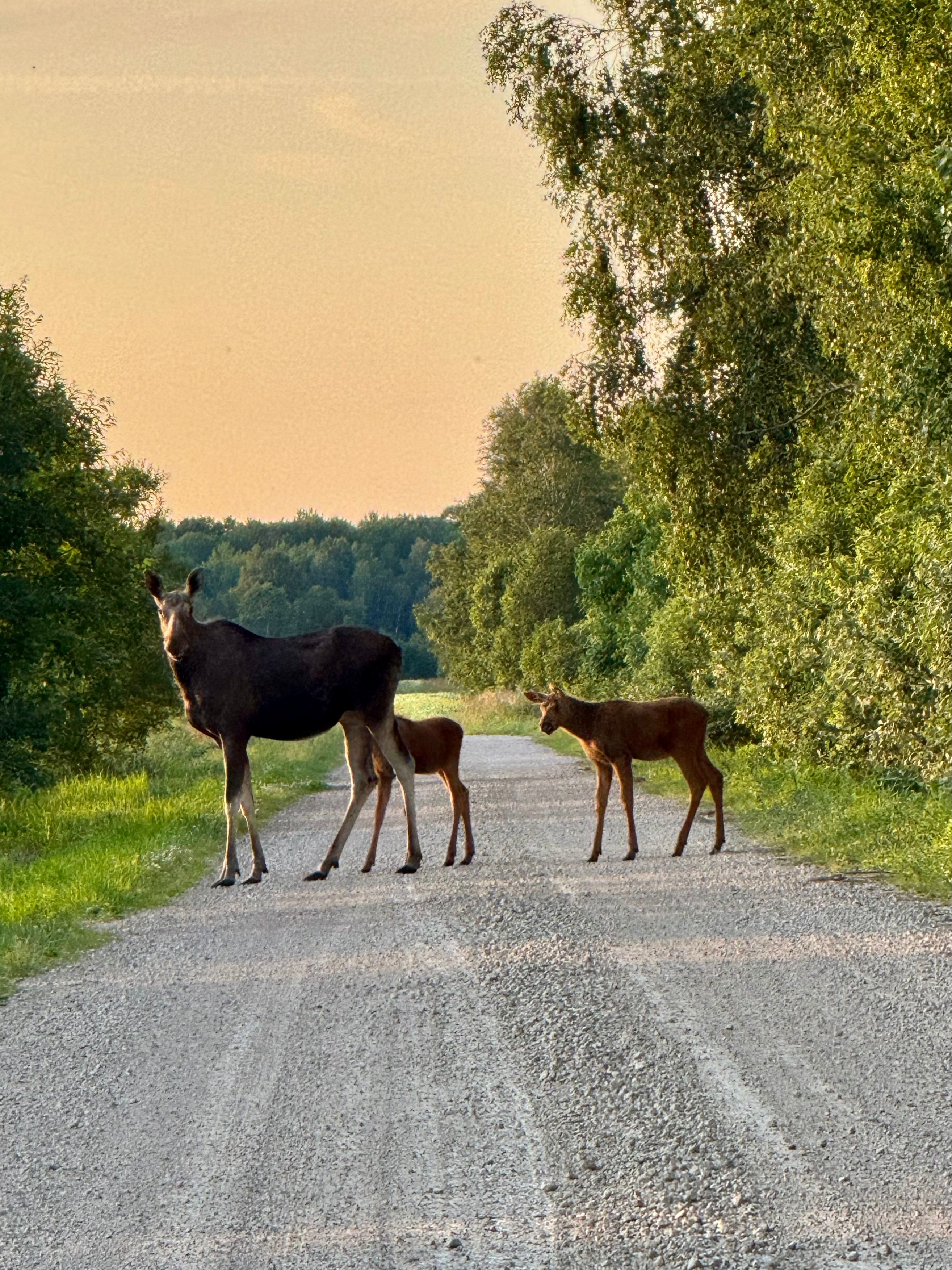 Perekond suveõhtul Saaremaal