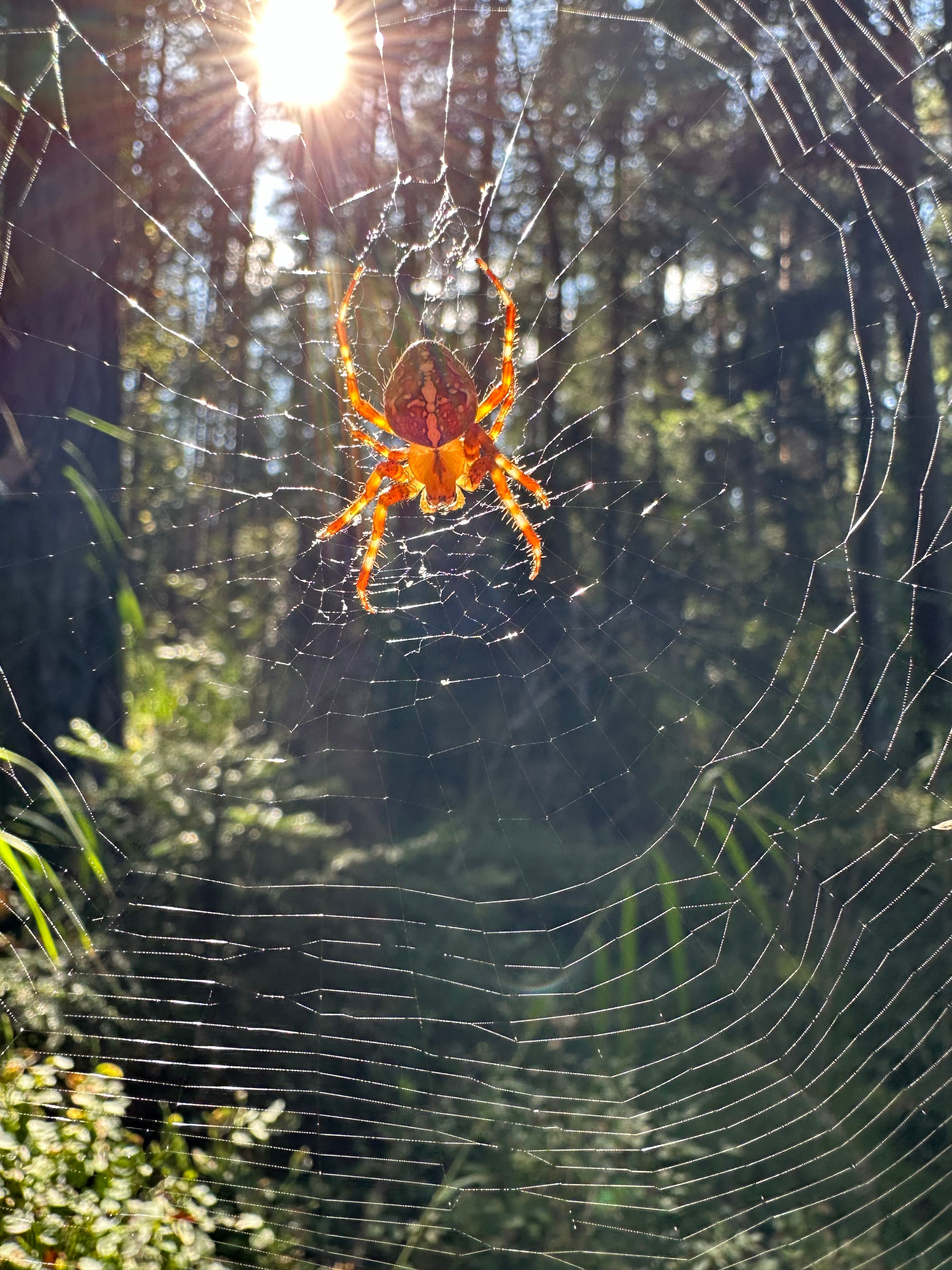 Eesti metsas ka ämblikud väga ilusad!