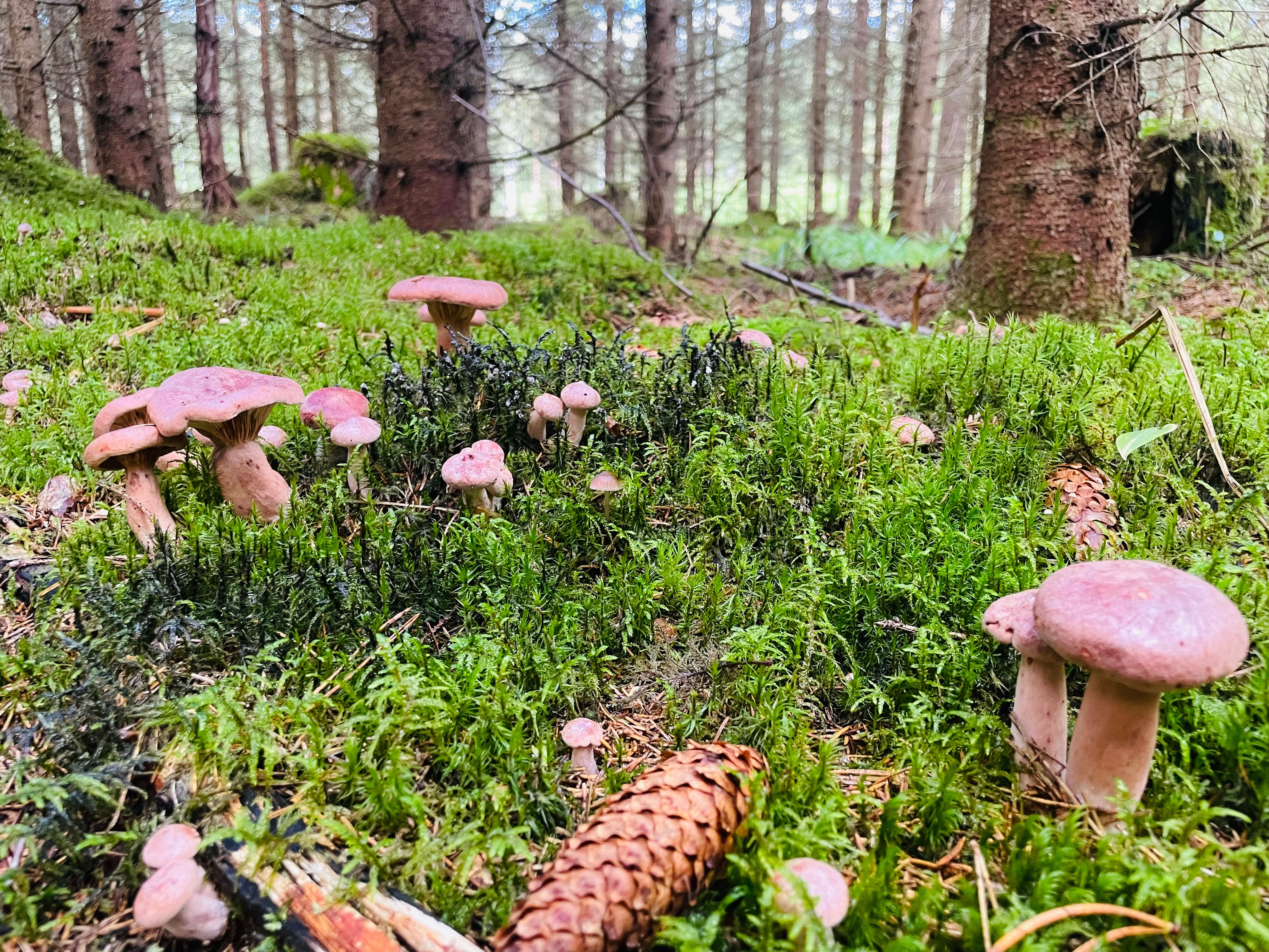 Metsas