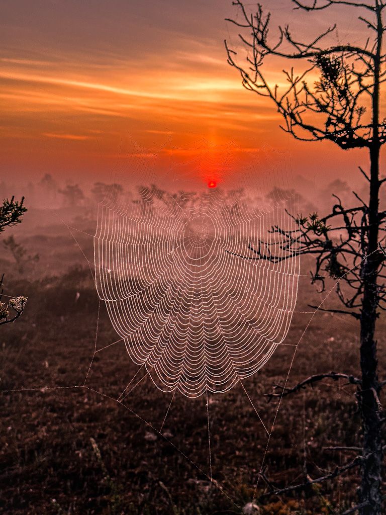 Eesti suvi on täpselt nii kaunis nagu varajane päikesetõus rabas ! 🧡