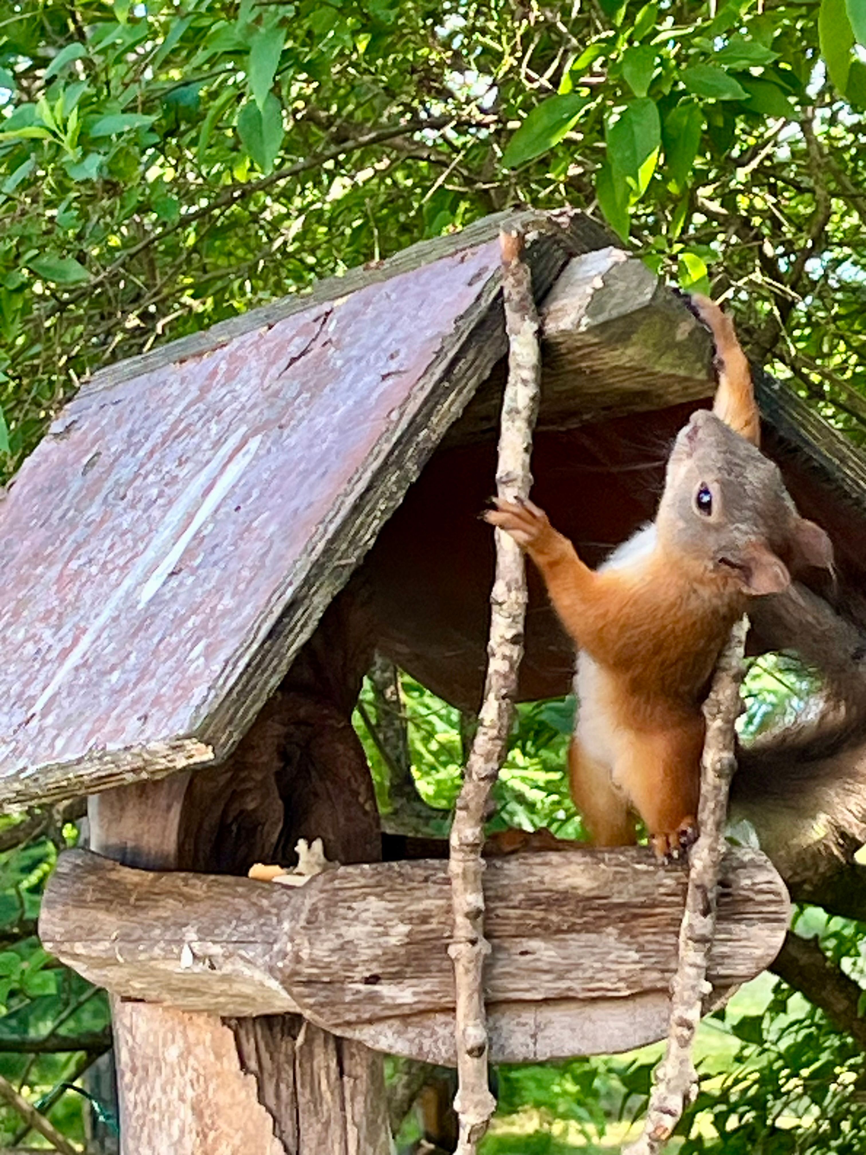 Orava suvekodu