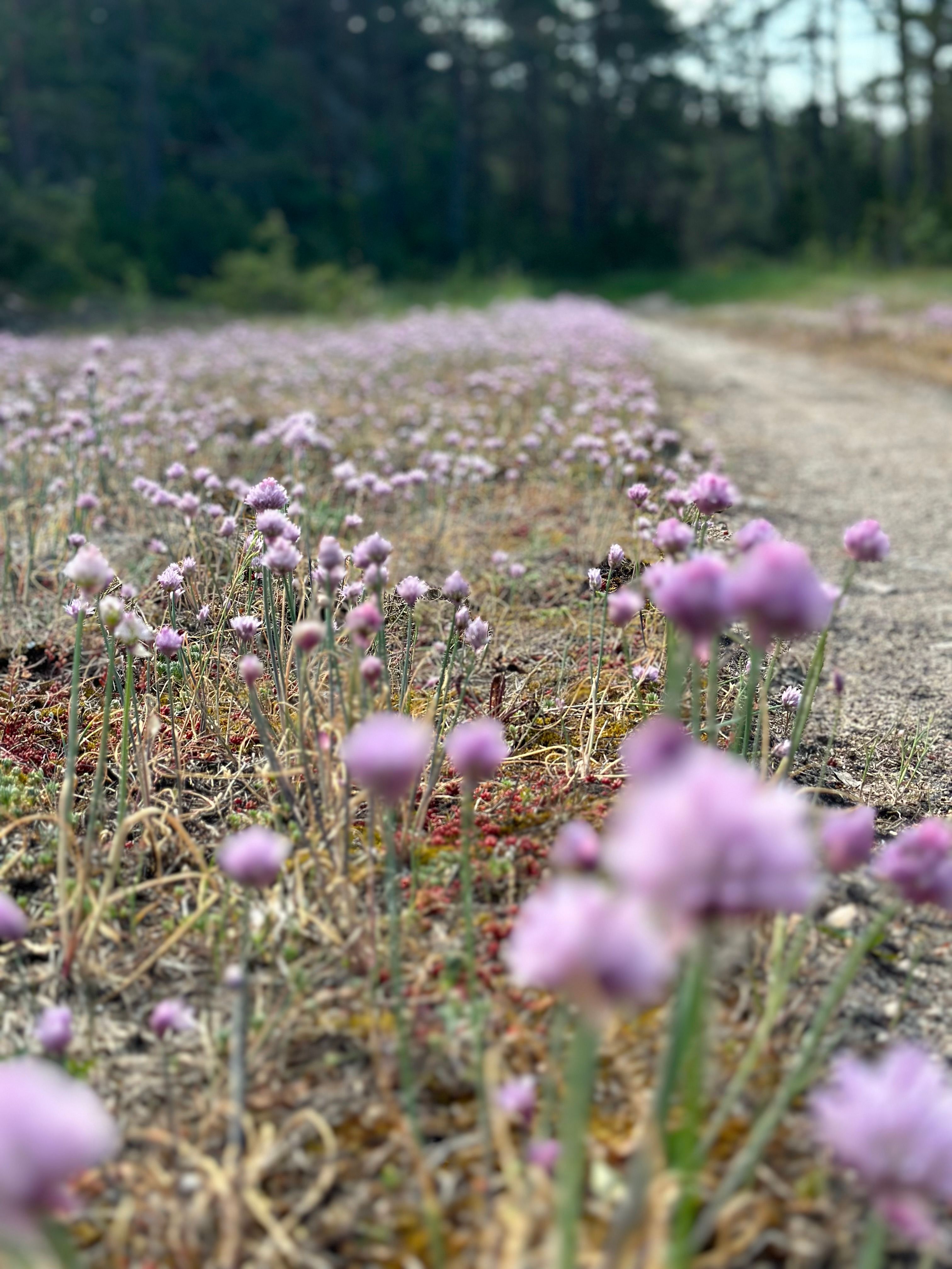 Hiiumaa ürdiaed