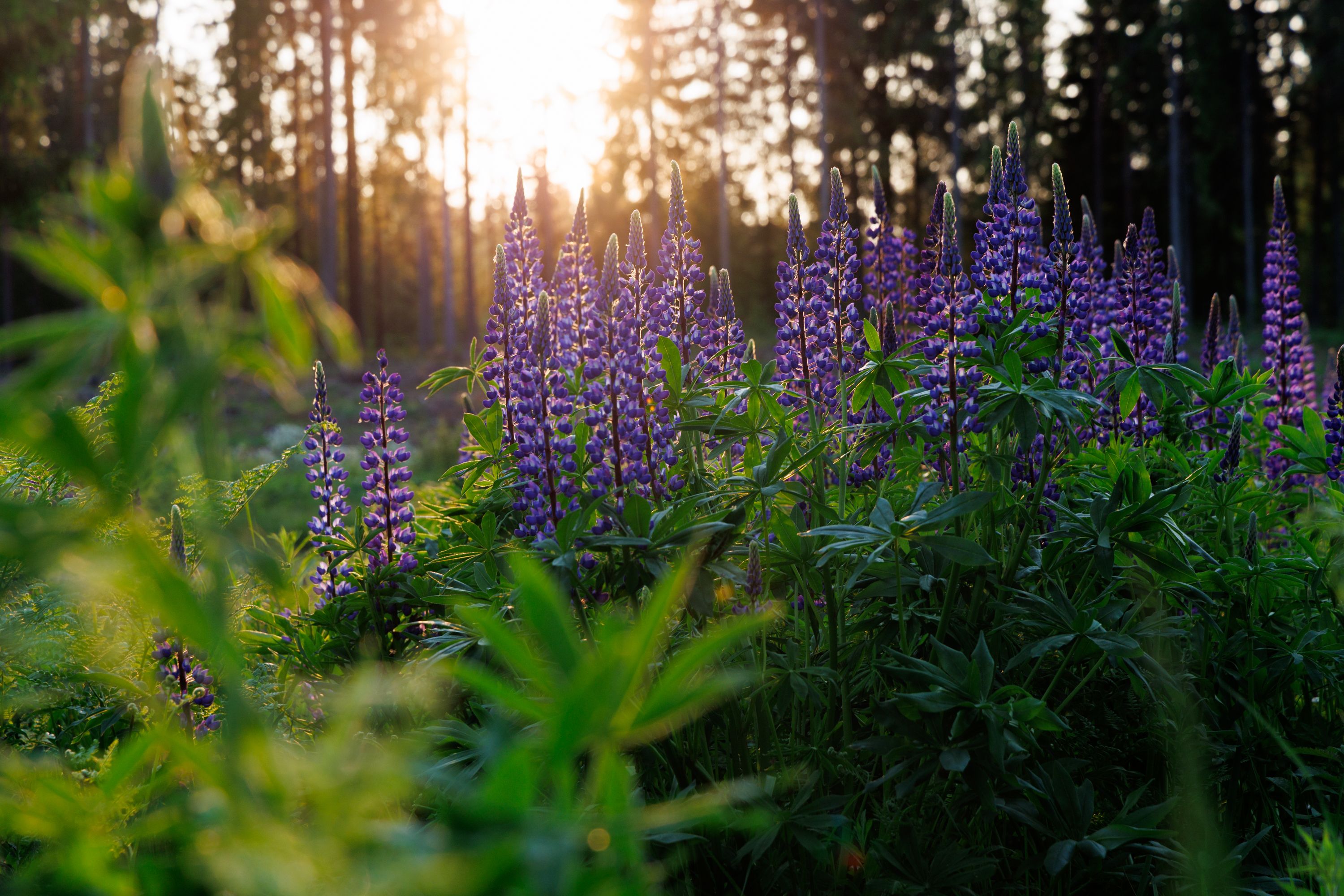 Hundiuba konkureerib oma levikuala suurenemisega "rahvuslooma seljas" rukkilillega.