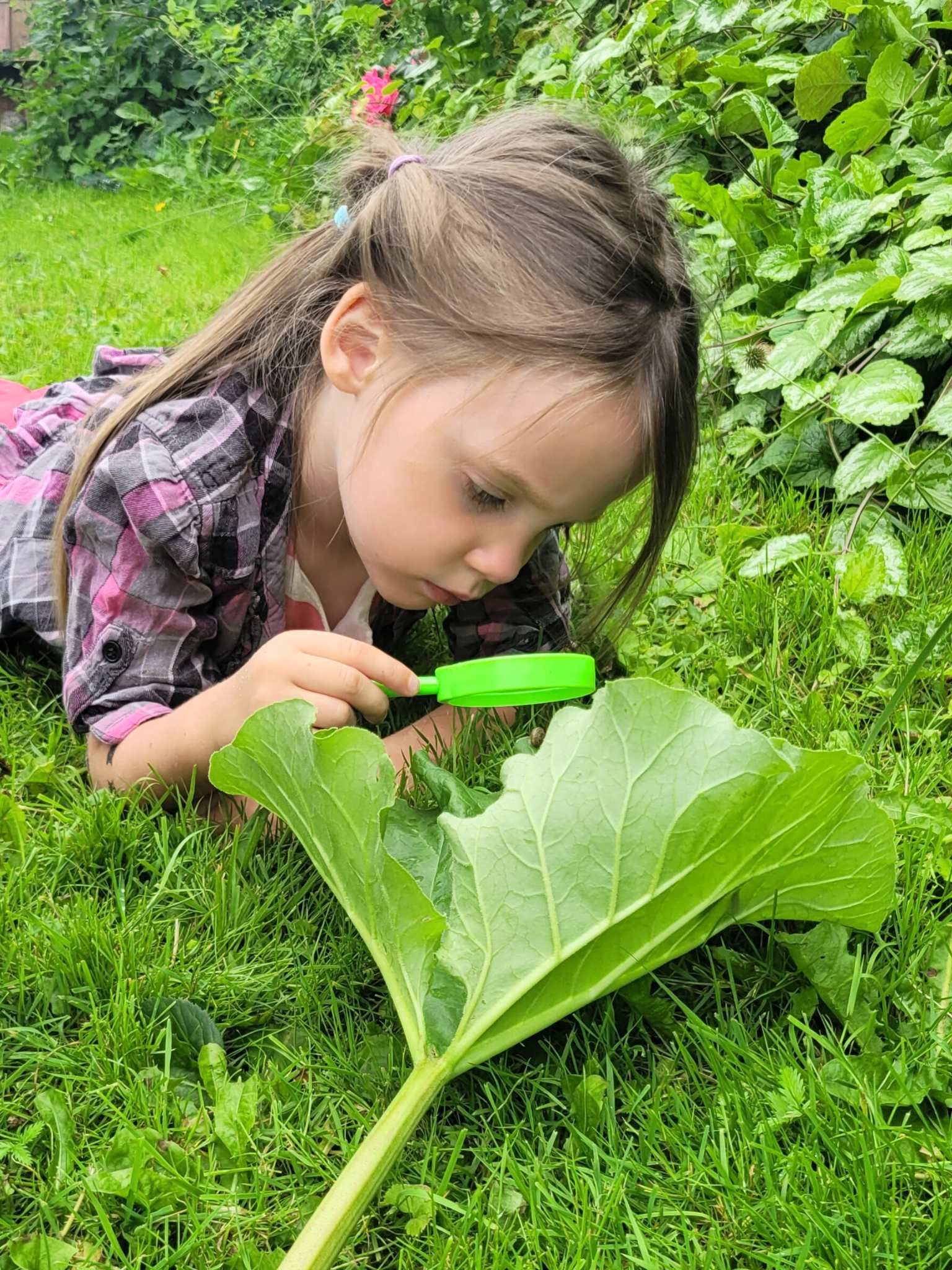 Väike putukauurija