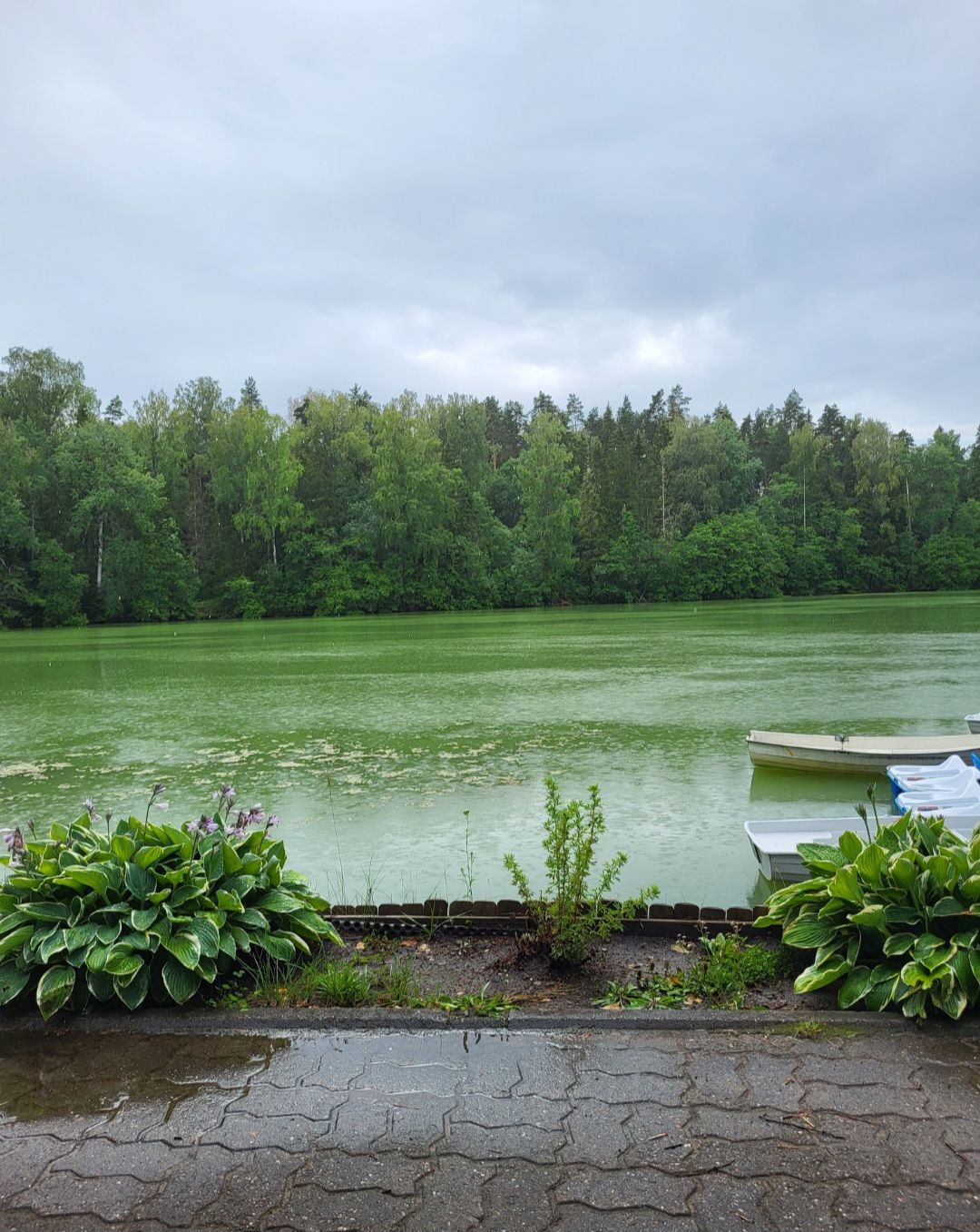 Vaade järvele pilvise ilmaga. Vesi on roheka tooniga, kaldas on mõned paadid. Ees on taimed ja kaugemal mets.