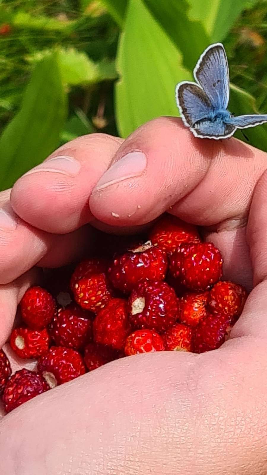 Peotäis metsmaasikaid,
Eesti metsade suvine maiuspala,
mida kaunistab harilik taevastiib,
kelle tiivad Eesti lipu värvides on.