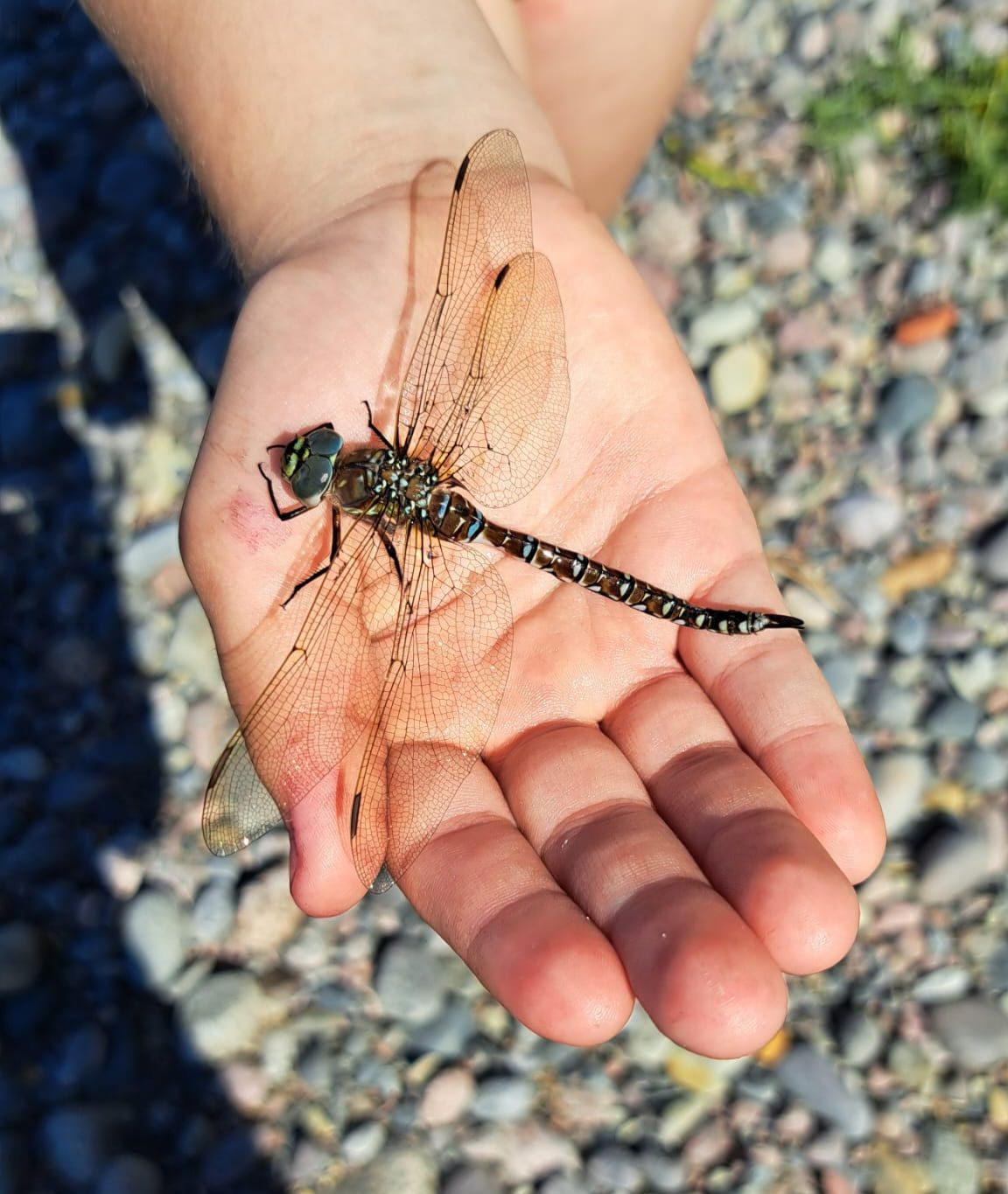 Ma käisin vanaemaga rannas ja olin jalgupidi vees kui märkasin et vees ulbib see kiil, võtsin ta veest välja ja too hakkas ennast ilusti kuivatama ja lendas varsti-varsti minema.