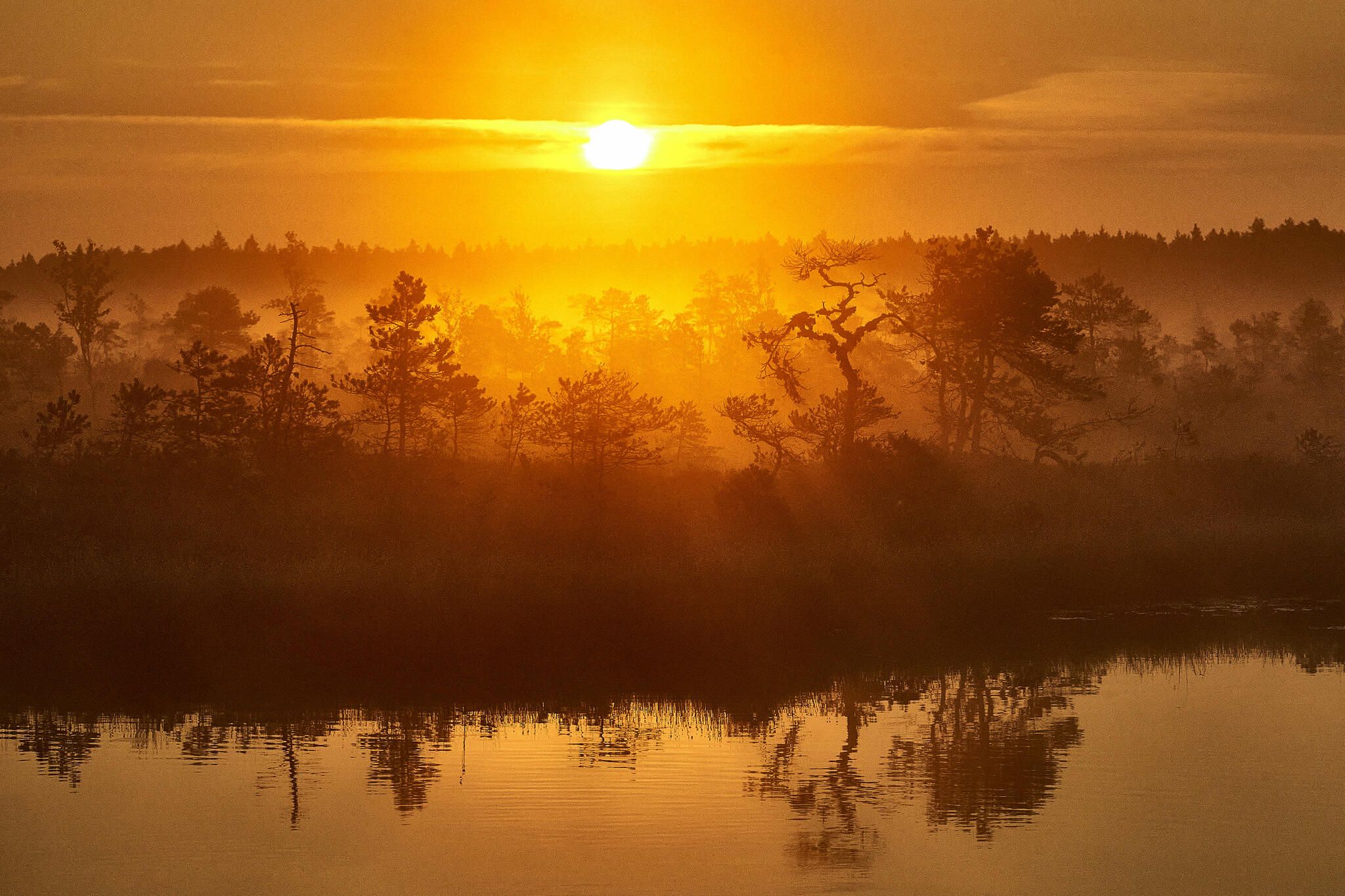 Päikesetõus Soomaa rabas