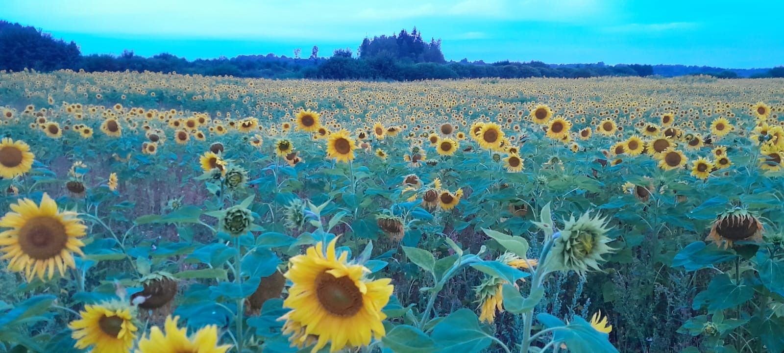 Sunflowers