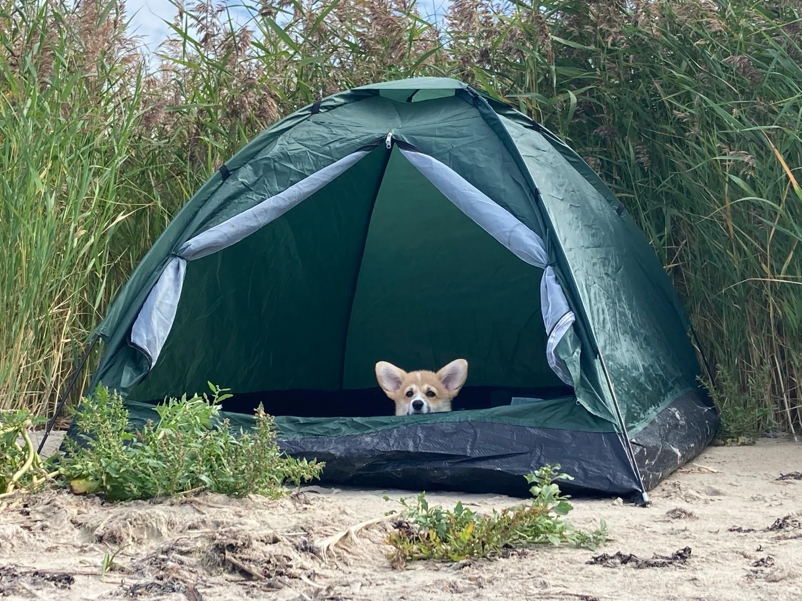 Telk oli rannaliivale üles pandud vaid selleks, et meie pisike suurte kõrvadega corgi-kutsikas Bibi päikese käes üle ei kuumeneks. 