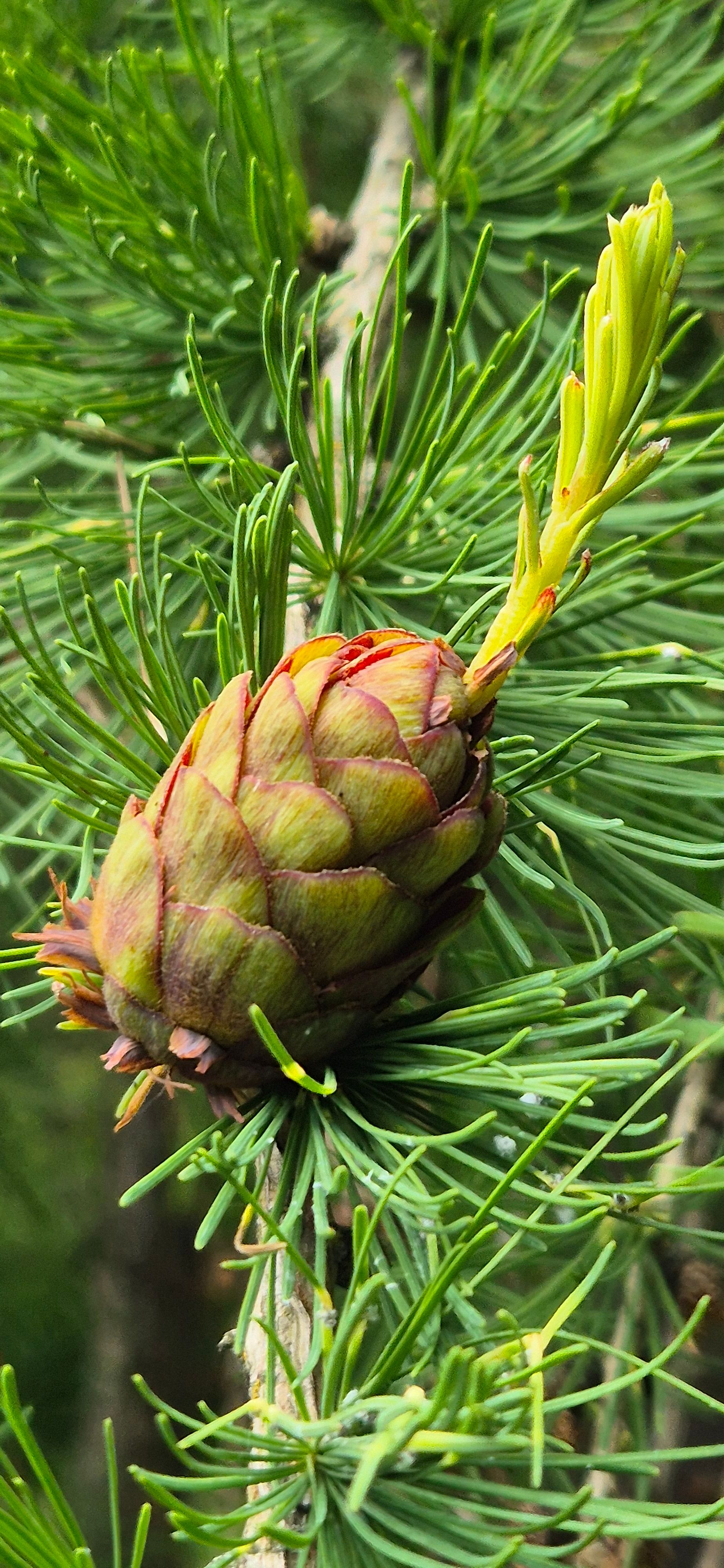 jätkamine